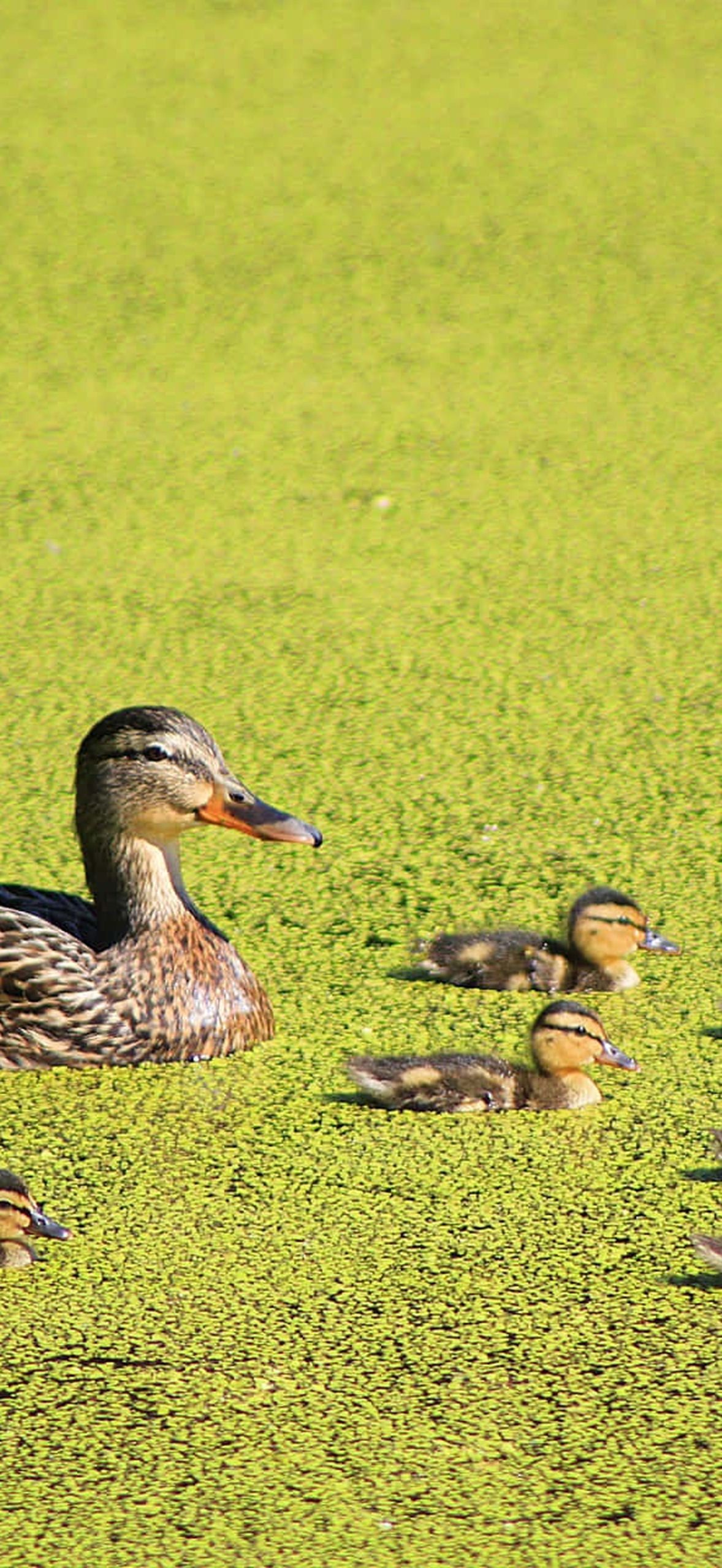 Mottled Duck Mother Bird on Duckweed Kp4j5rfsjjdjgsop