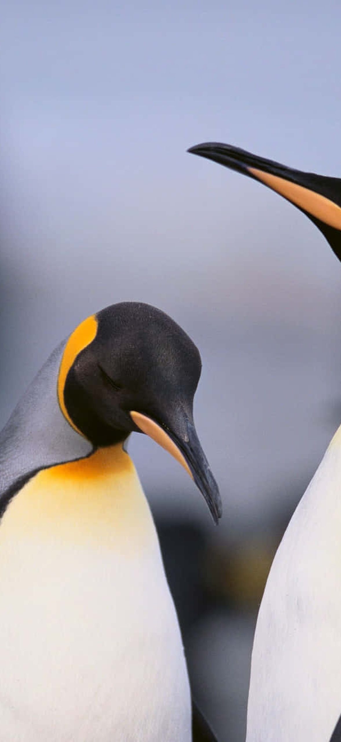Ornery Penguins in Cold Sea Cgrx2n32bngo18lv