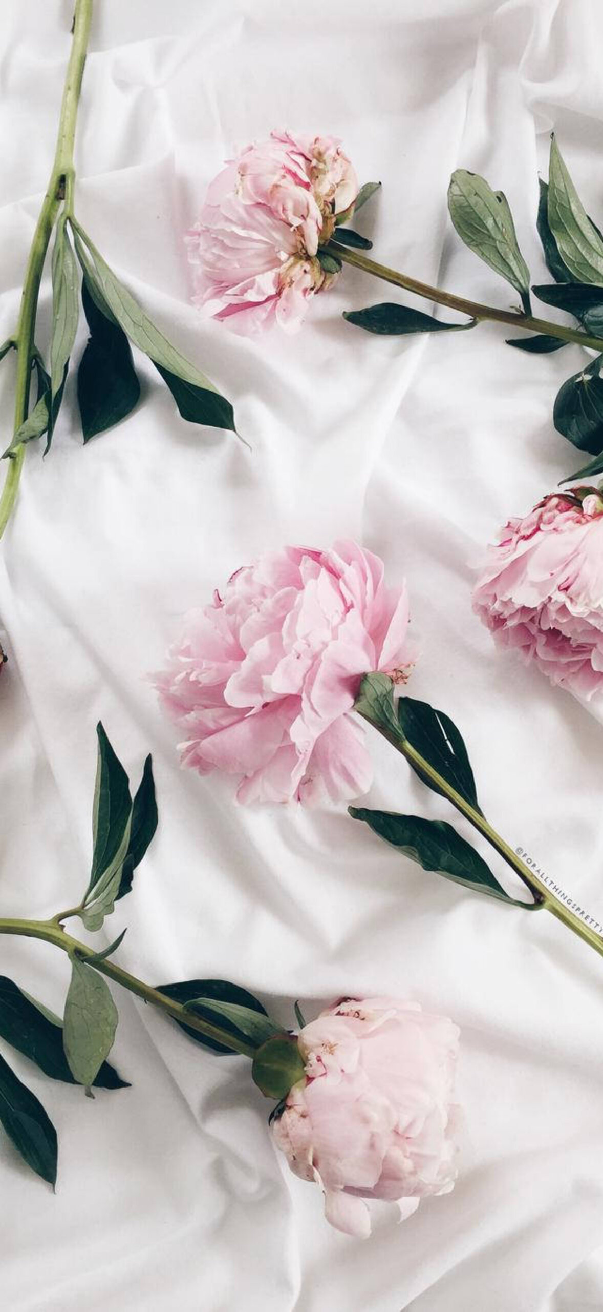 Peony-Flowers-On-Satin-Sheet-5Mpdbkll0V8Tnpnj