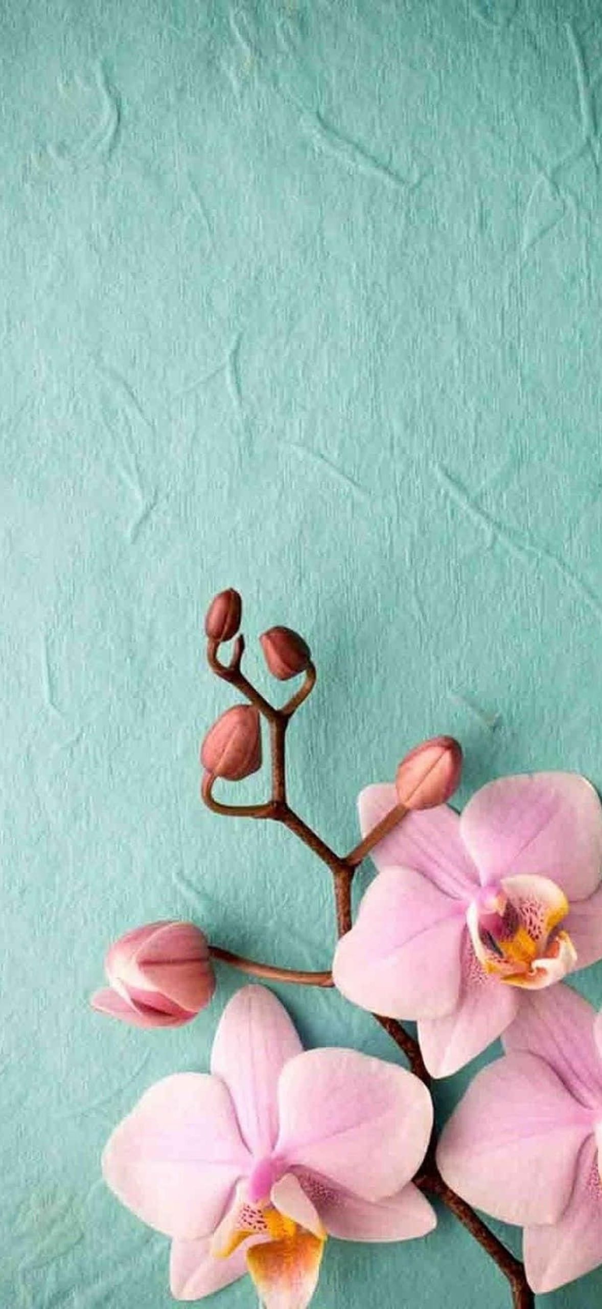 Plant Phone Kla345ohhaysygz8