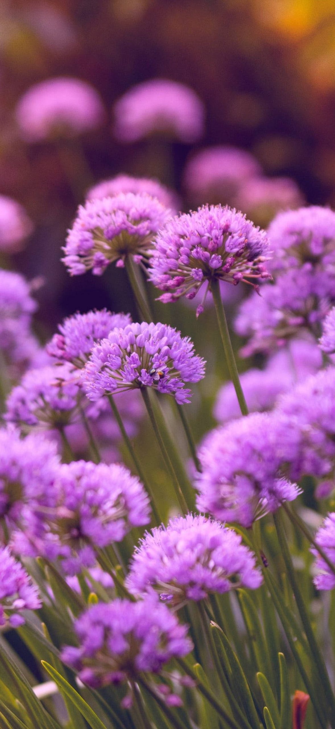 Purple Allium Flowers Dxlhxrcc35b1qrnt