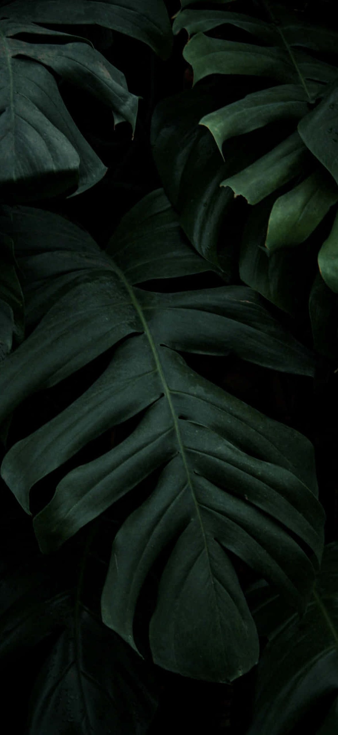 Rainforest Leaves for Instagram Stories Hxxo4j2ff0qg42qu