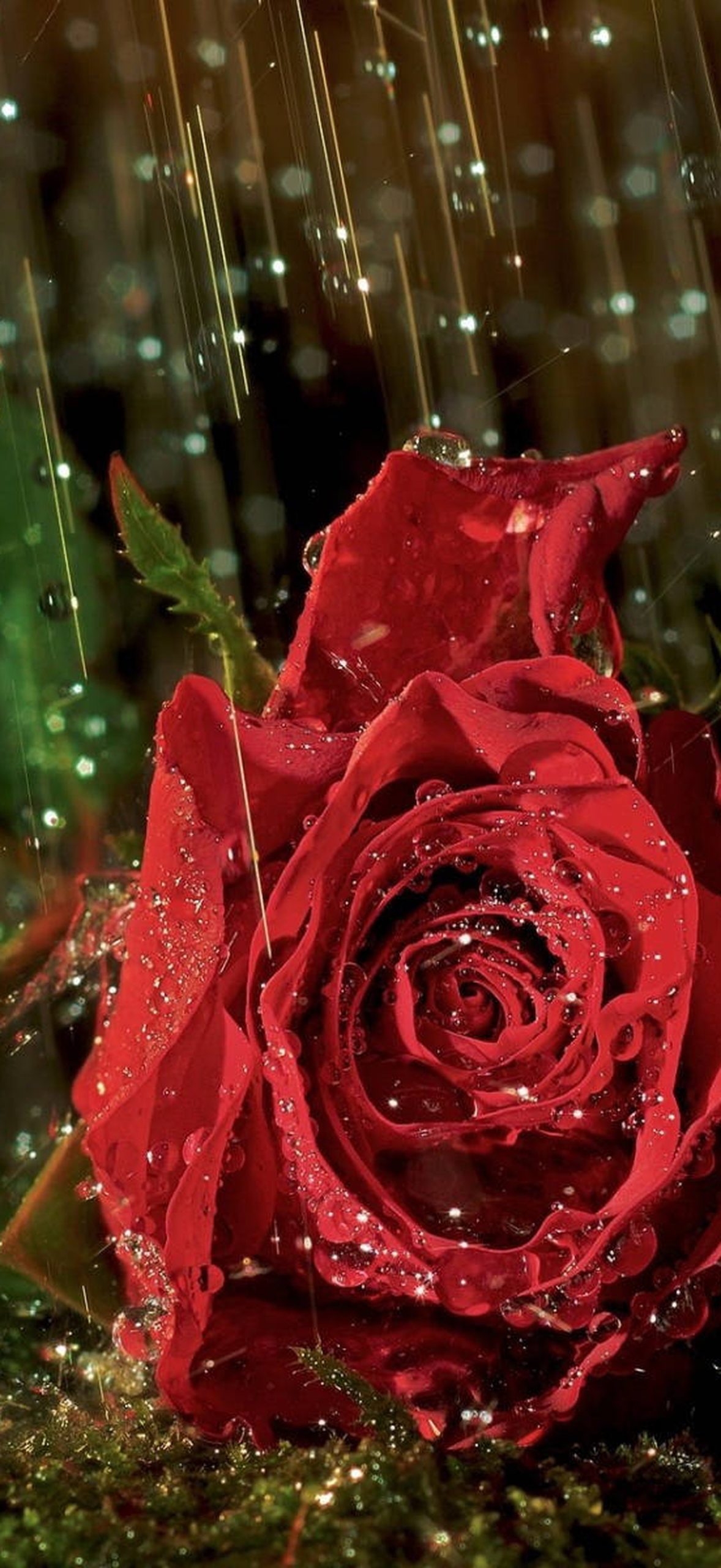 Red Rose Under Rain Hp0ueujkfrzwnu6q