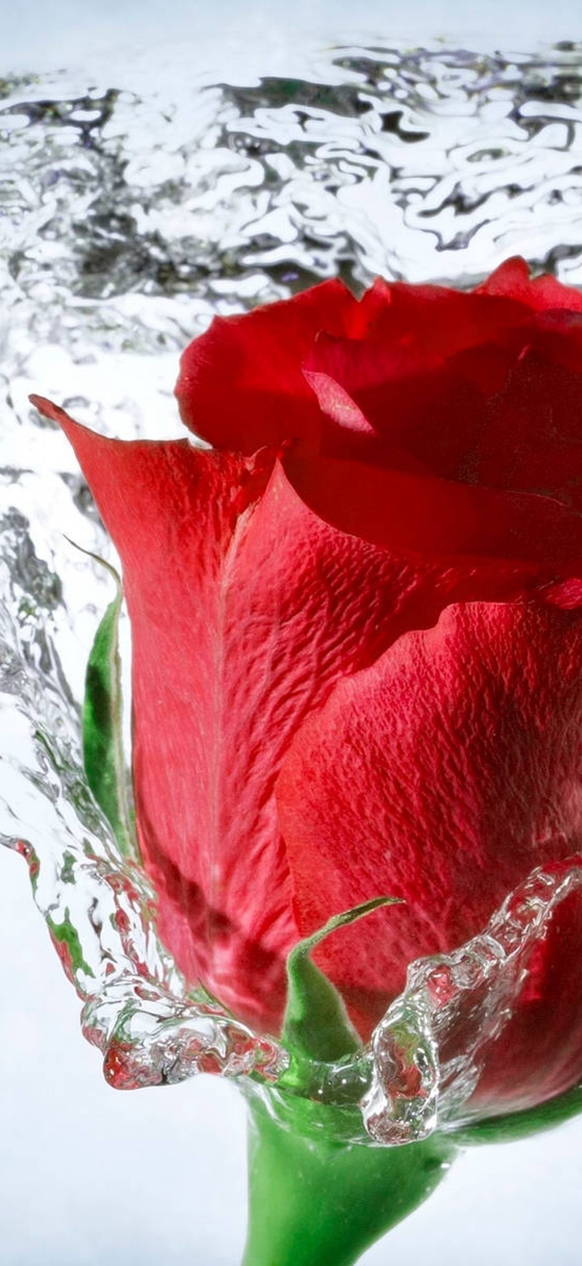 Red Rose with Splash of Water 808825uej39s16ao