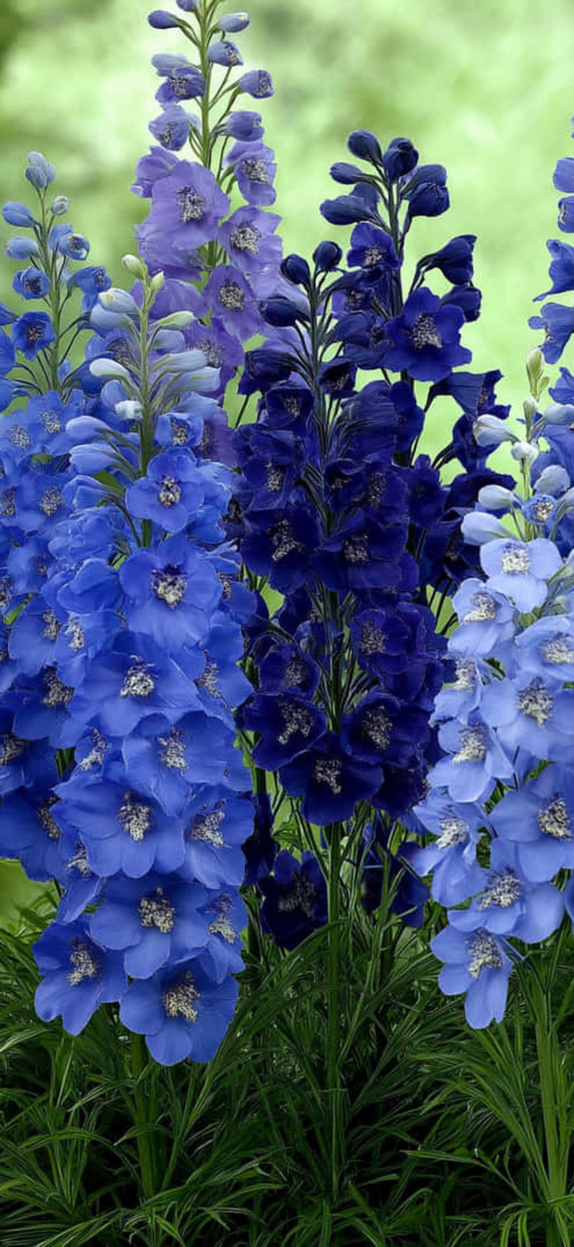 Row of Tall Larkspur Flowers in Various Shades