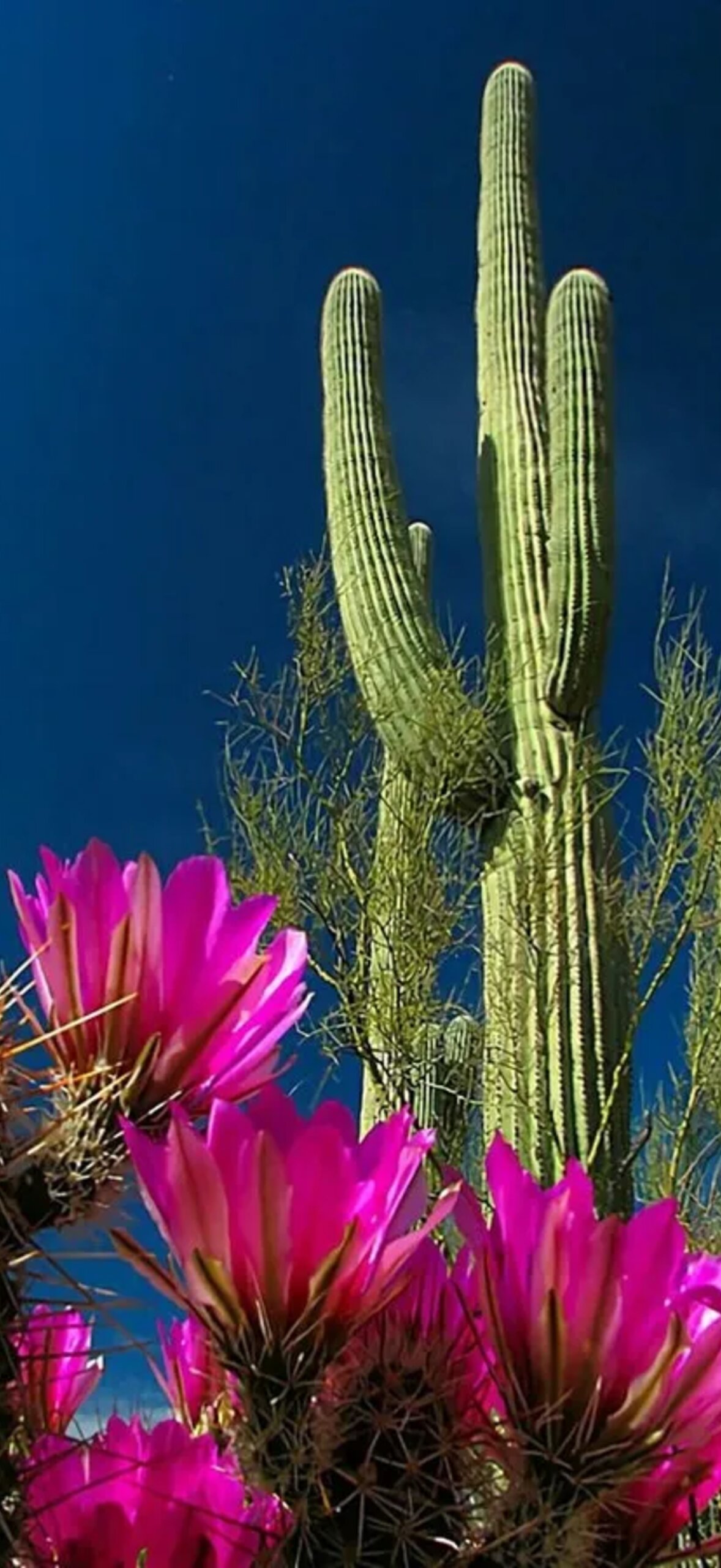 Saguaro Cactus Flower J32O1Rrawjxeg9Ux.Jpg
