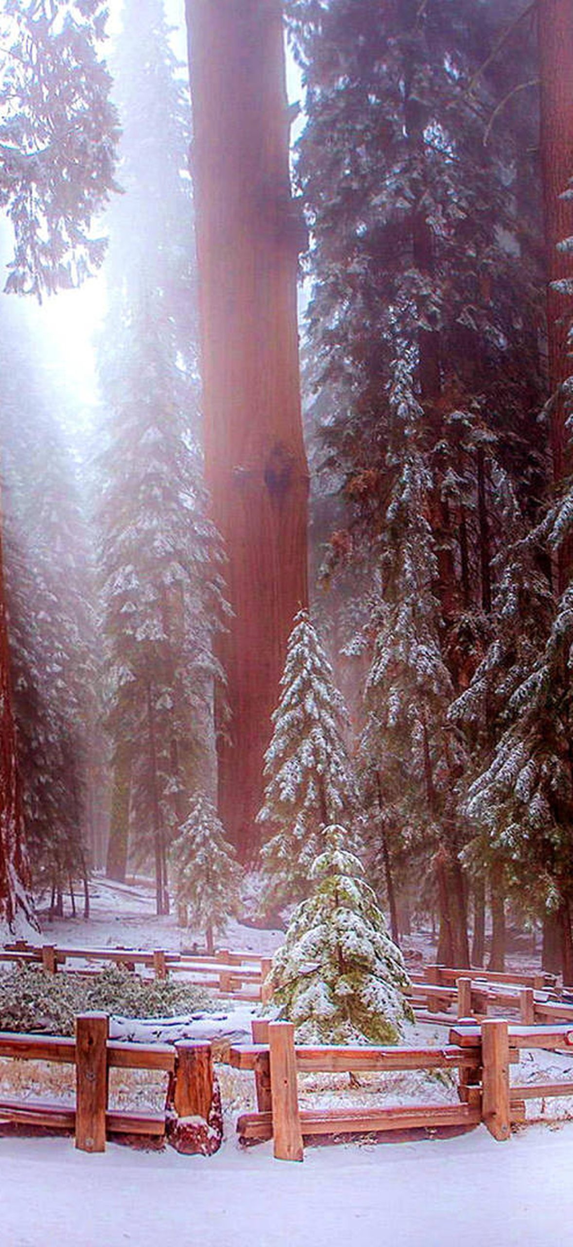 Sequoia National Park in Winter Q5z1vz3i3tvfd4c8