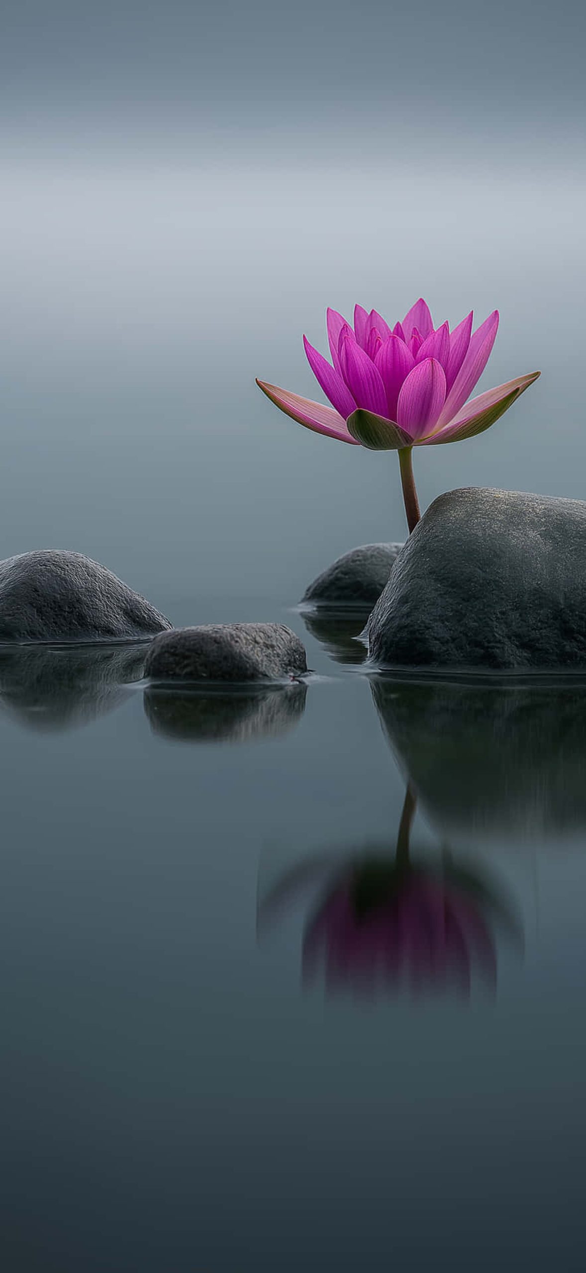 Serene Pink Lotus Flower Emerging from Water Amidst