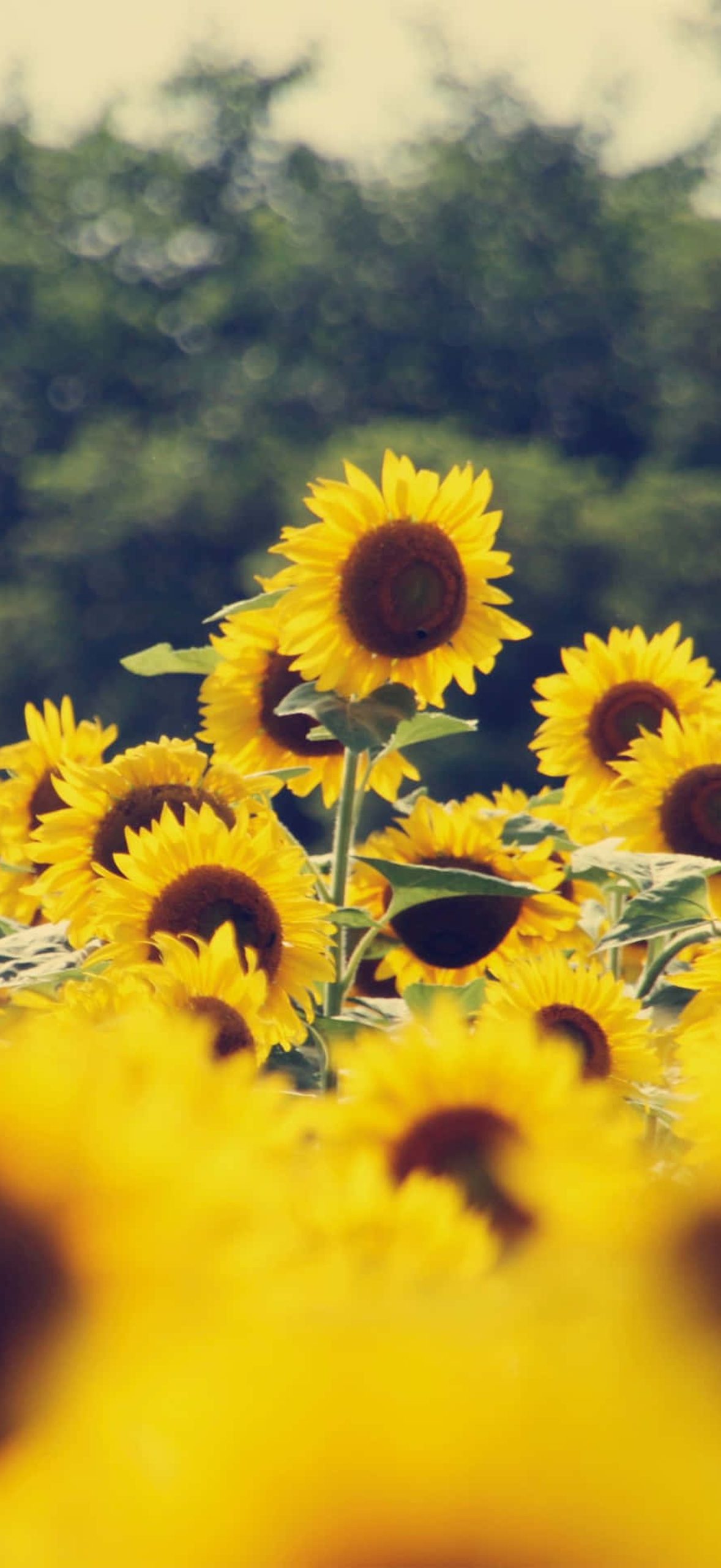 Sunflower Aesthetic Iphone 7k5mc5zkd6ko233d