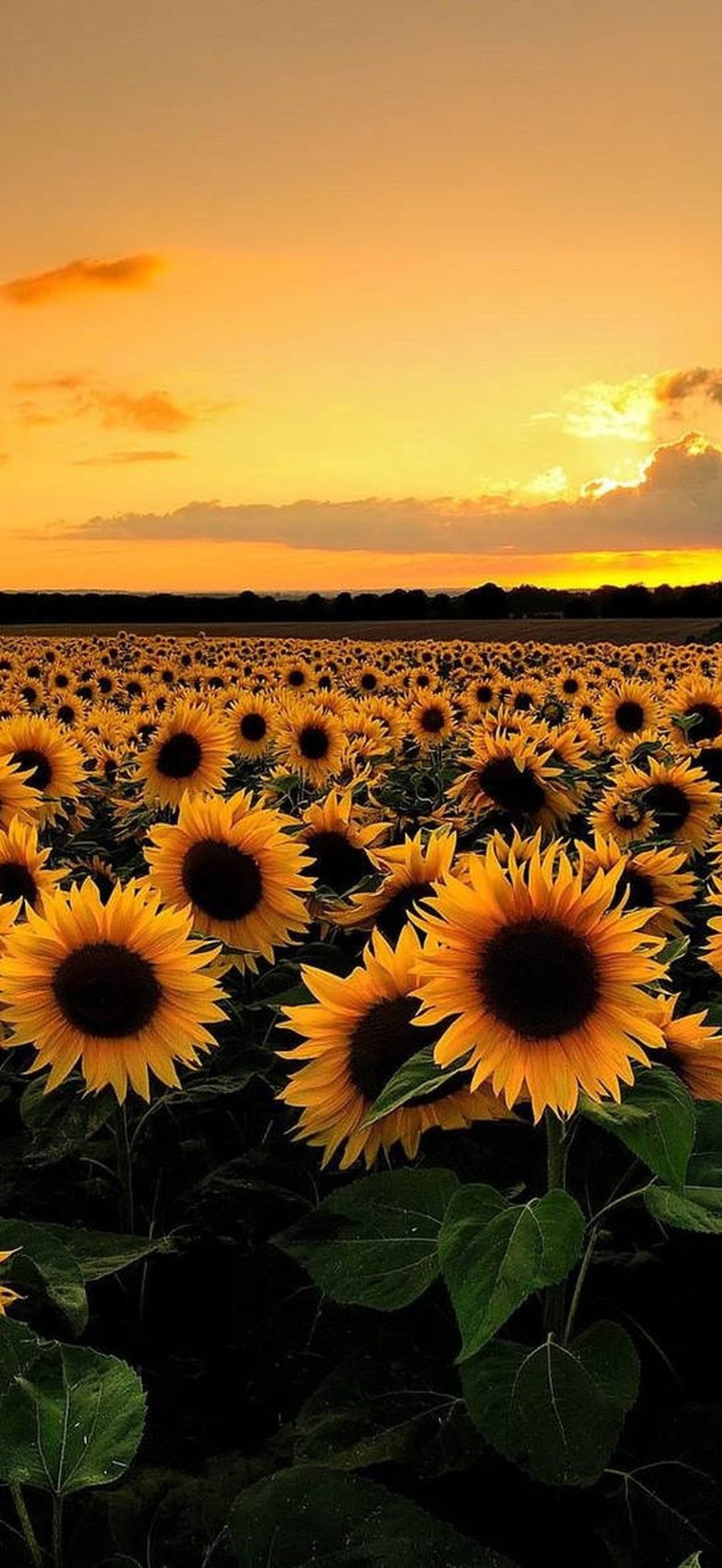 Sunflower Field Flower Desktop Ttbt58dgddgvth9b