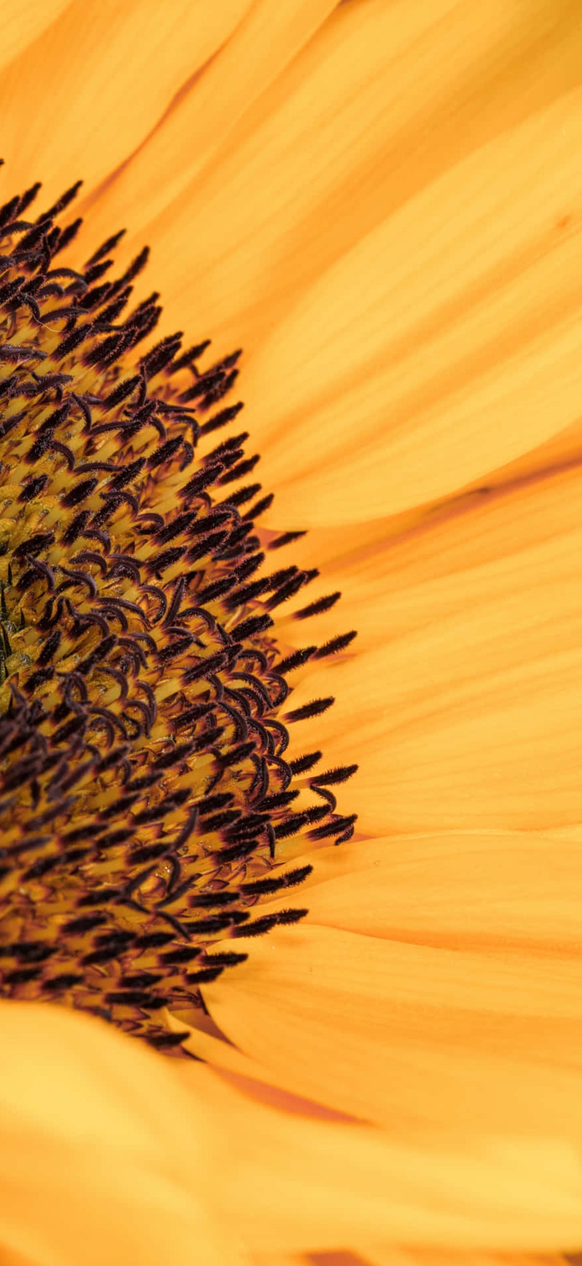 Sunflower Phone Wg7r2b7bslj9gkc0