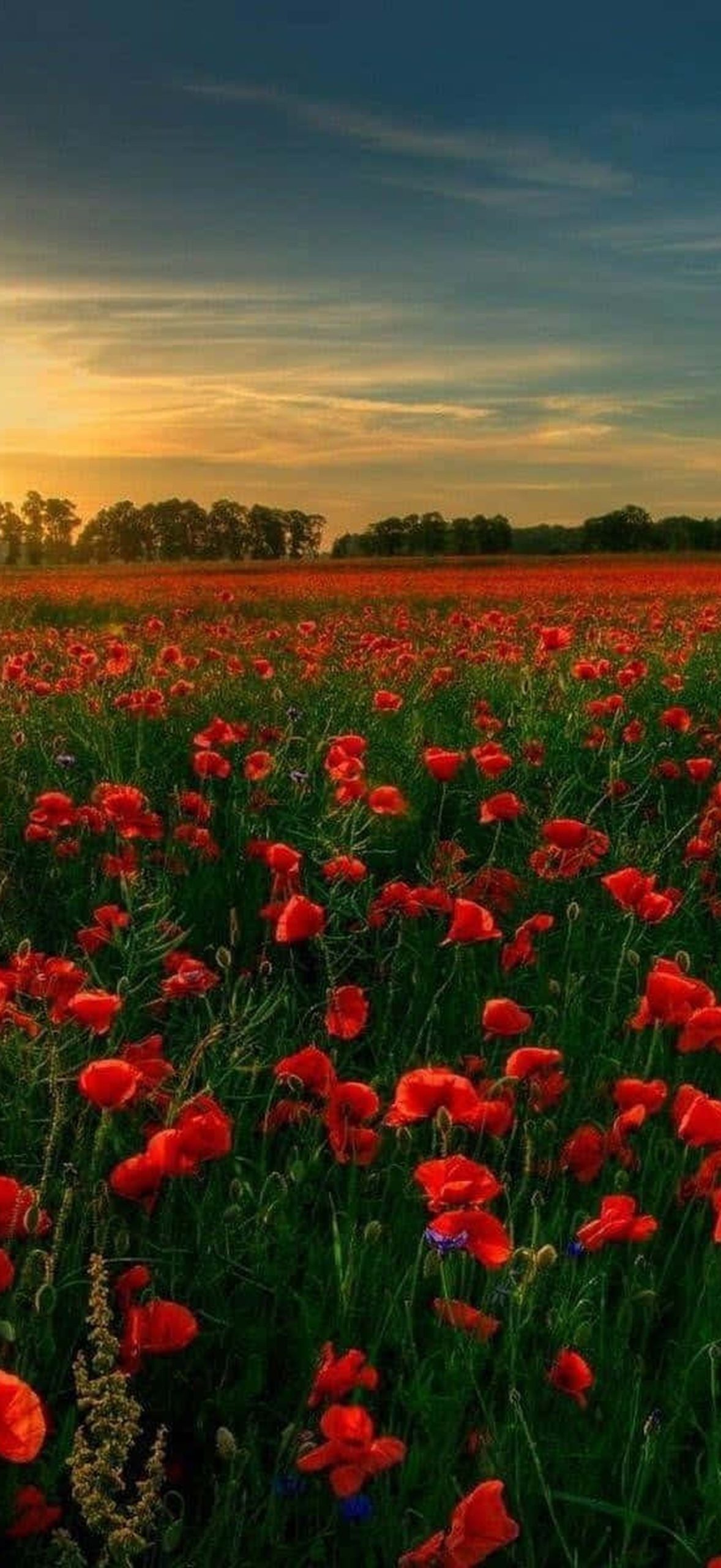 Sunset Over Poppy Field Oib1dbinehkspw1d