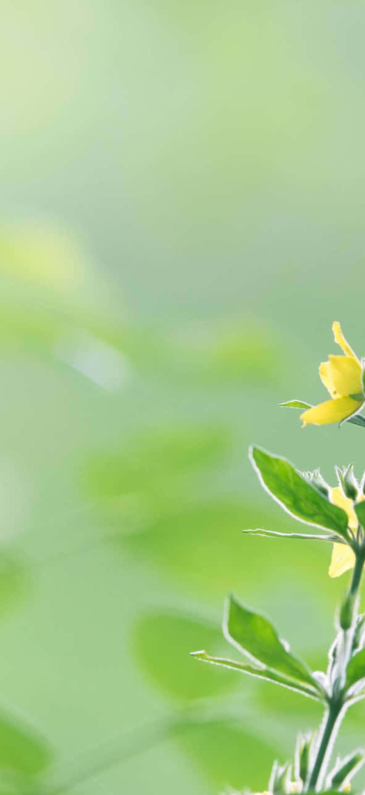 Tender Yellow Flower U5wpno0ttkpkzz9z