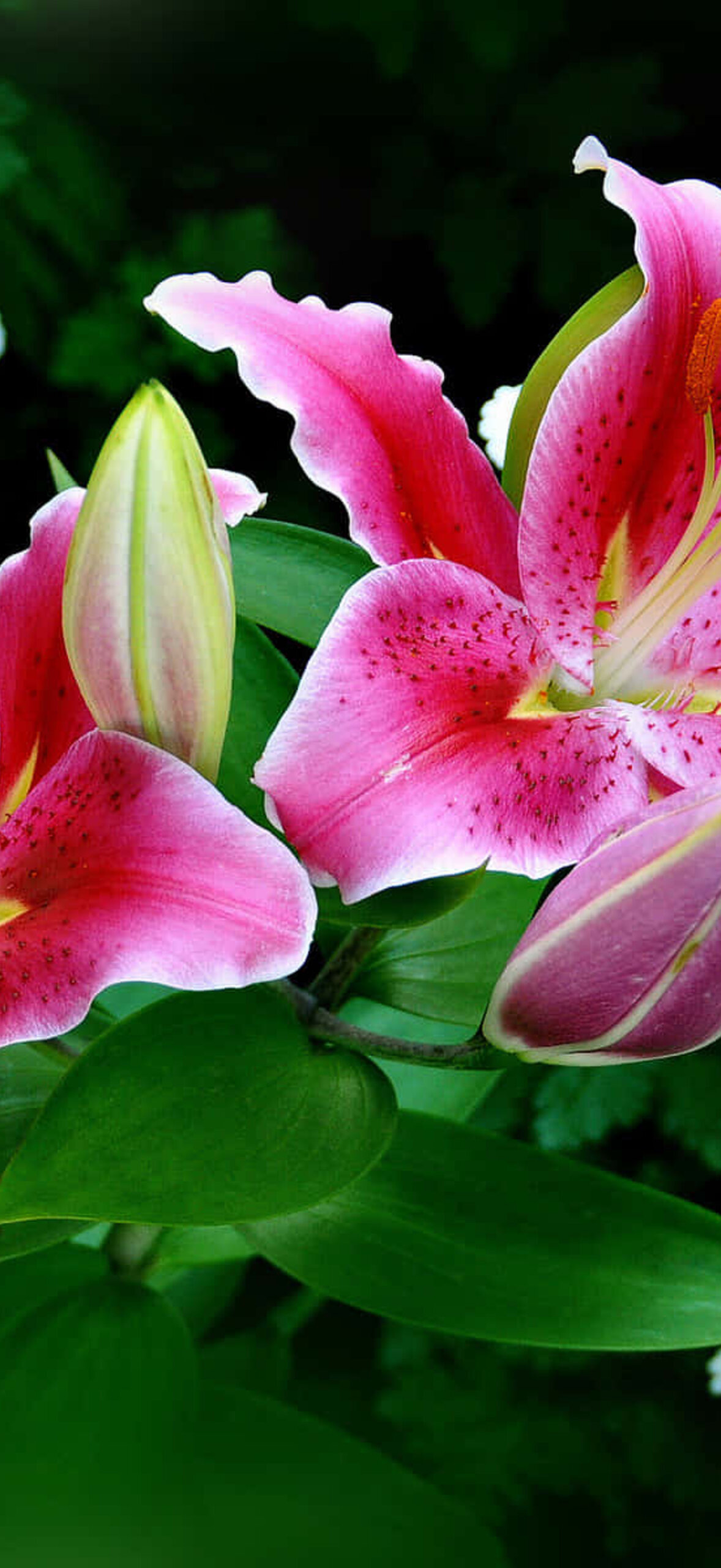 Two Stargazer Lily Flowers Teb3Jsk652Lor7Nm.Jpg