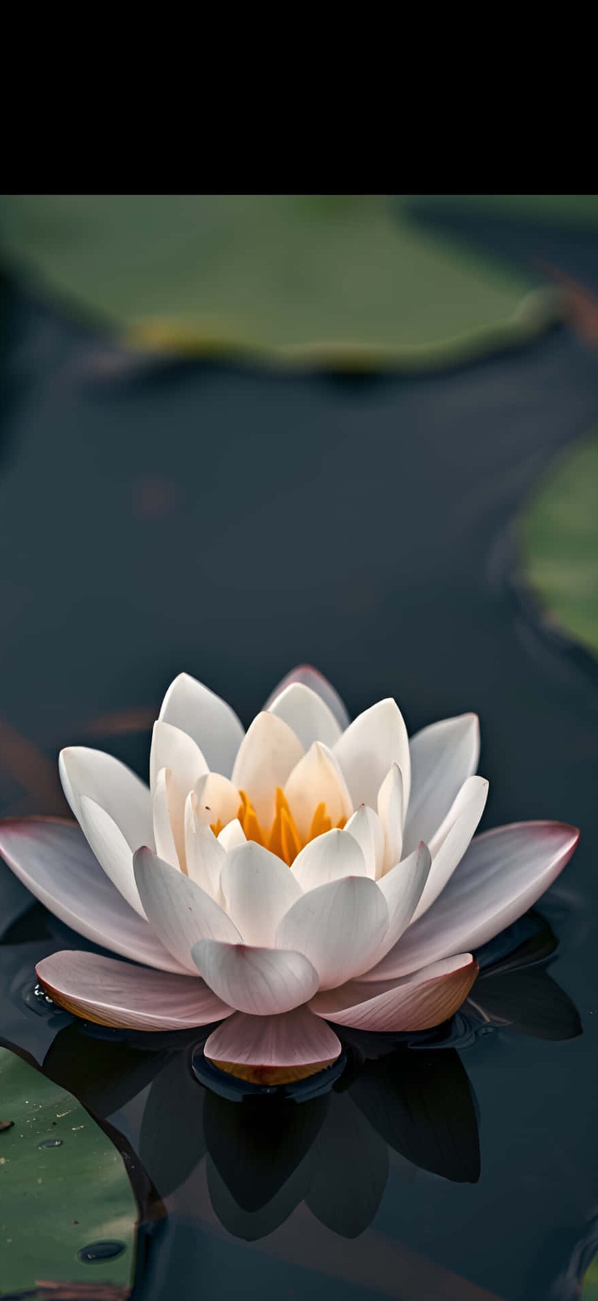 White-Lotus-Flower-On-Dark-Water-Wallpaper-Vwjm7Gy3J7Wfor76