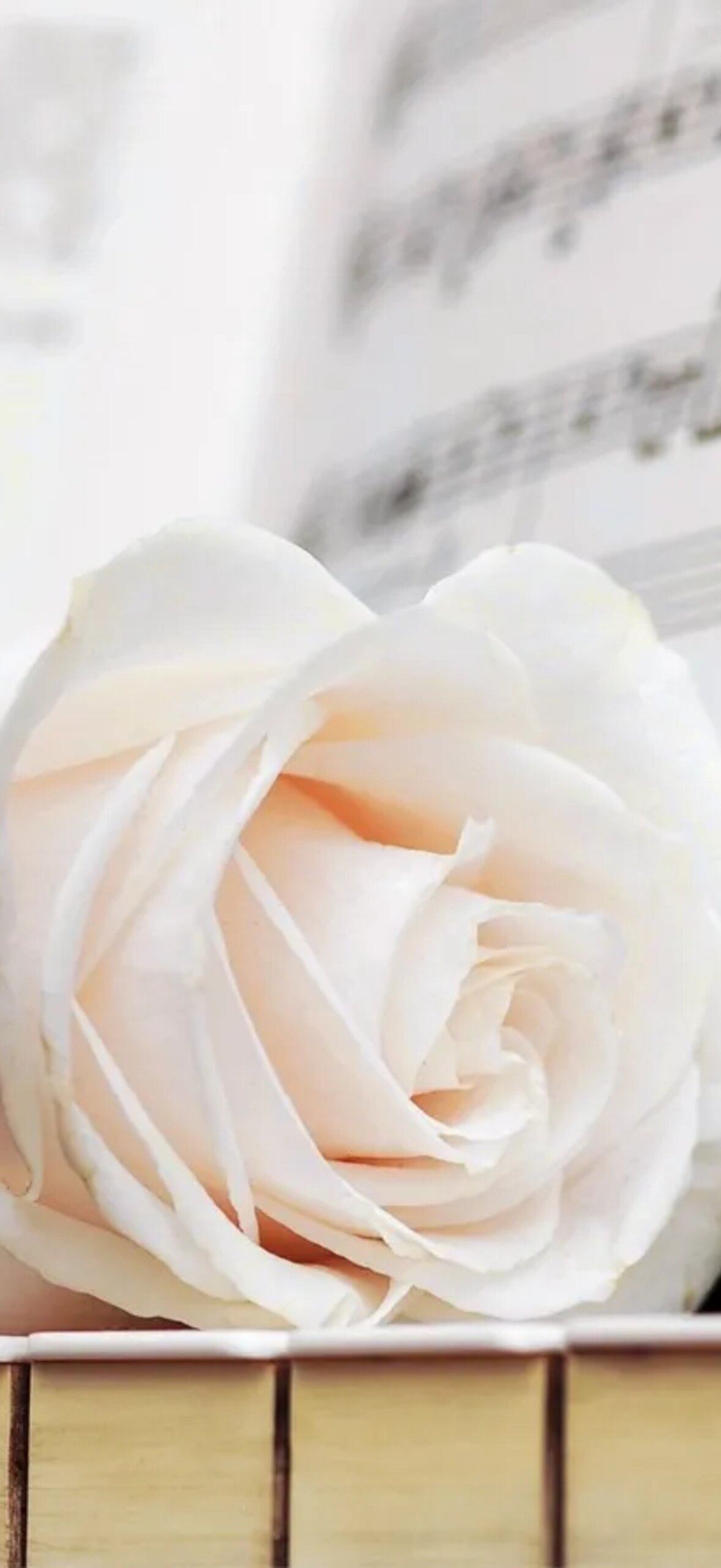 White Roses Iphone Bmf3Ipiyyfy67Zia.Jpg