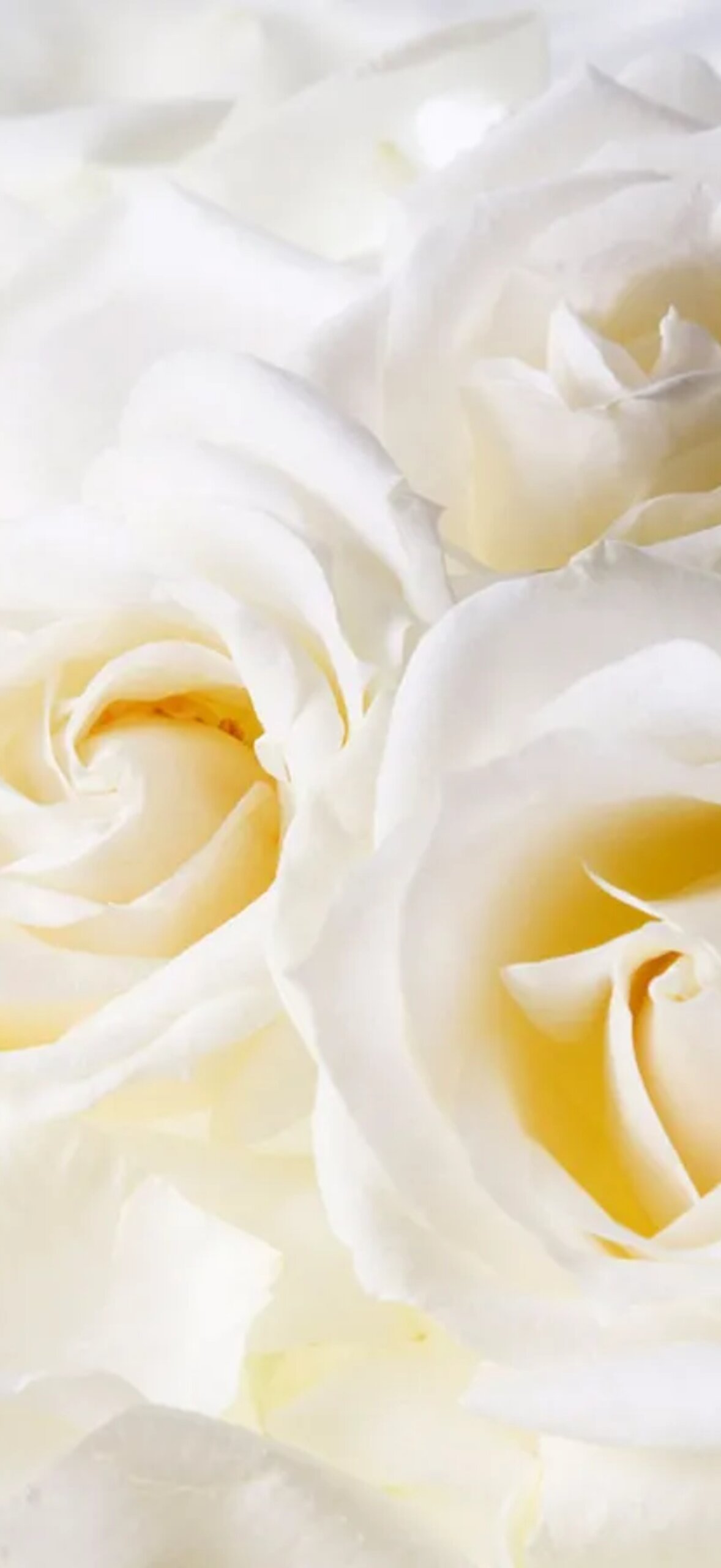 White Roses Iphone Fkvyjtv7O83Efdym.Jpg