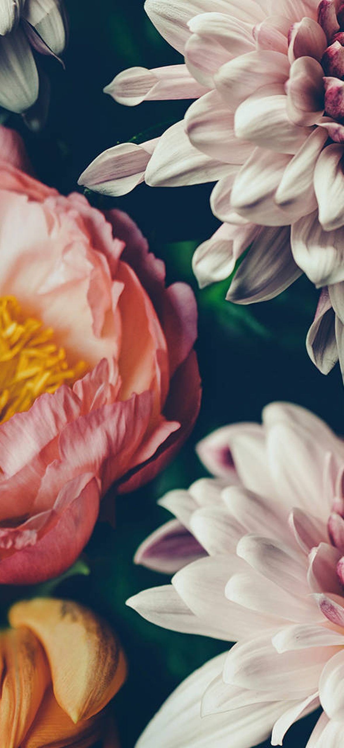 Zoom Flower 1920 x 1080 Nqhvvxzdbulwr70e