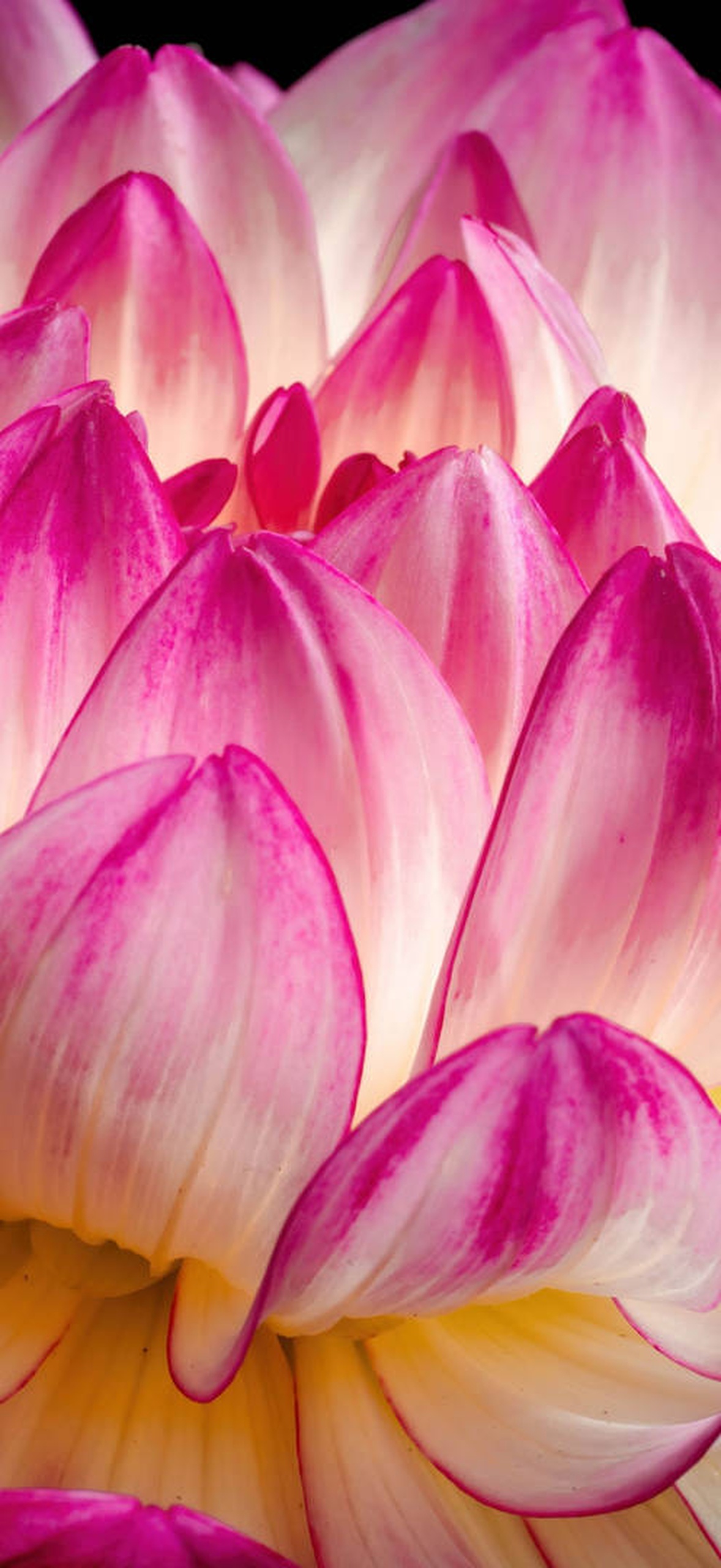 A pink and white dahlia flower with layered petals against a black background.