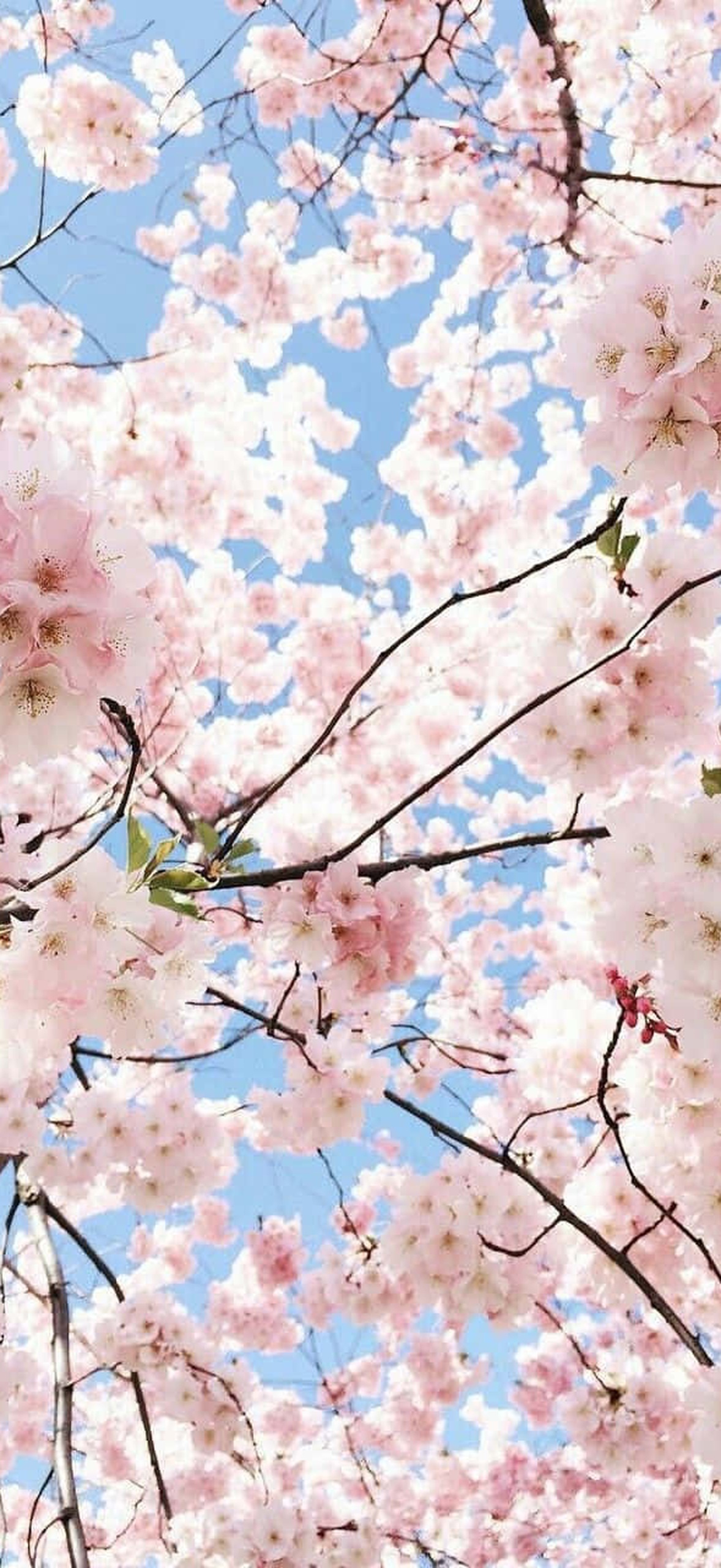 Pink cherry blossoms bloom against a clear blue sky in spring.