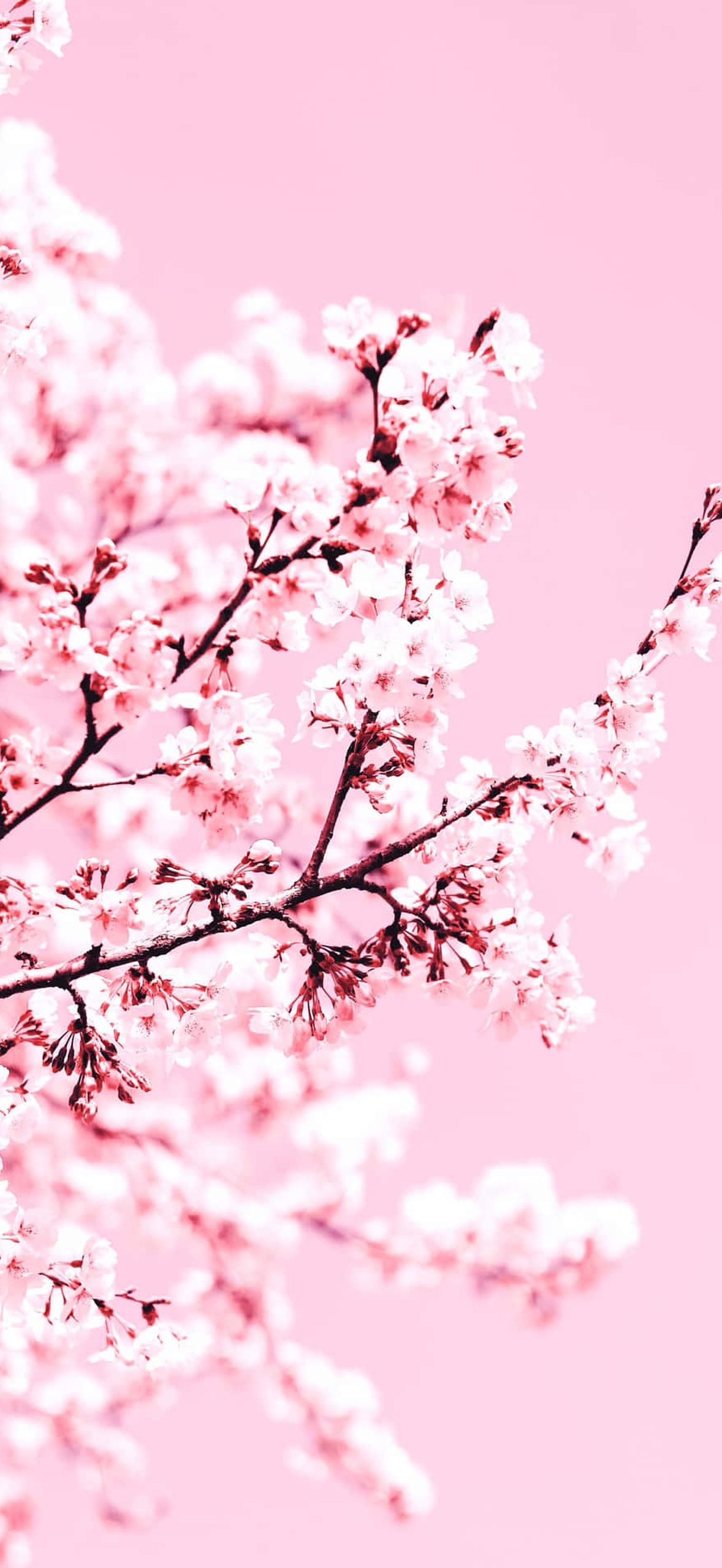 Pink cherry blossom branches in soft focus against a pastel pink sky.