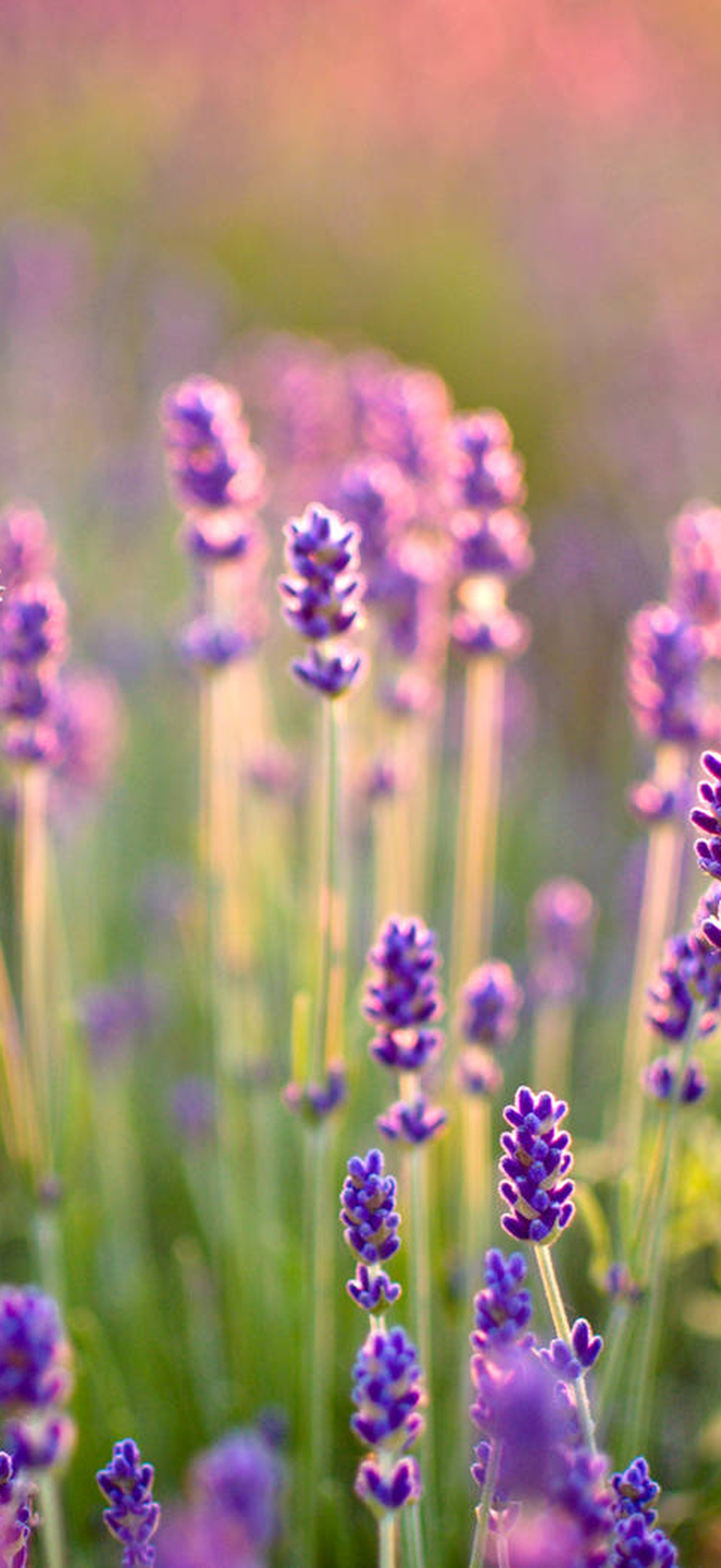 Field of lavender flowers glowing in warm sunset light.