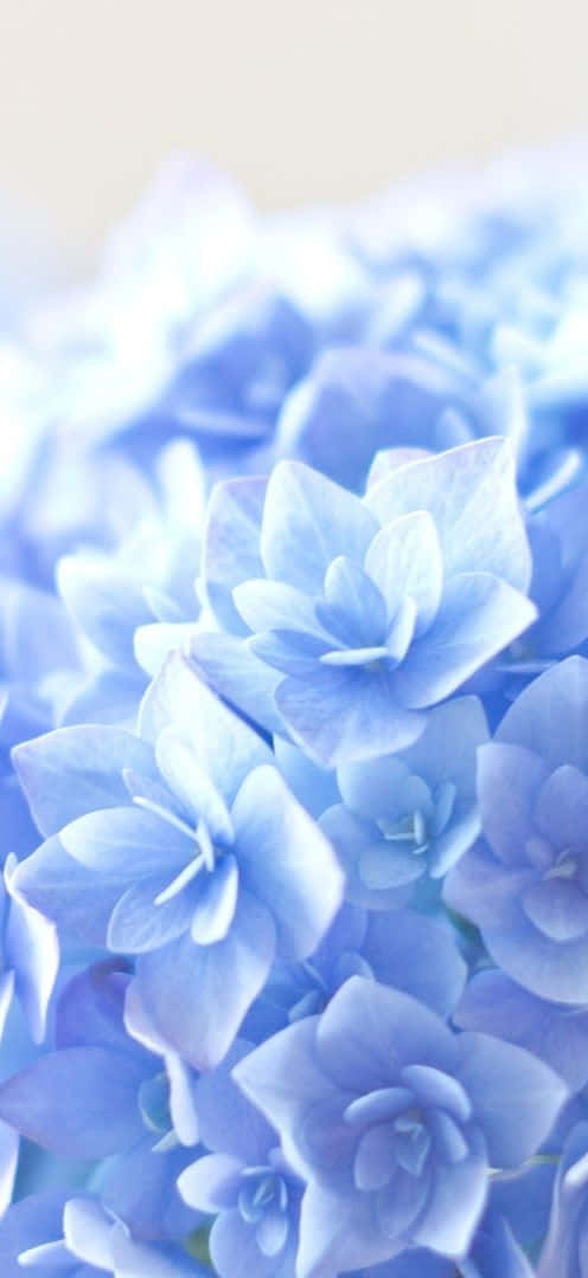 Close-up of blue hydrangea flowers with soft focus and natural light.
