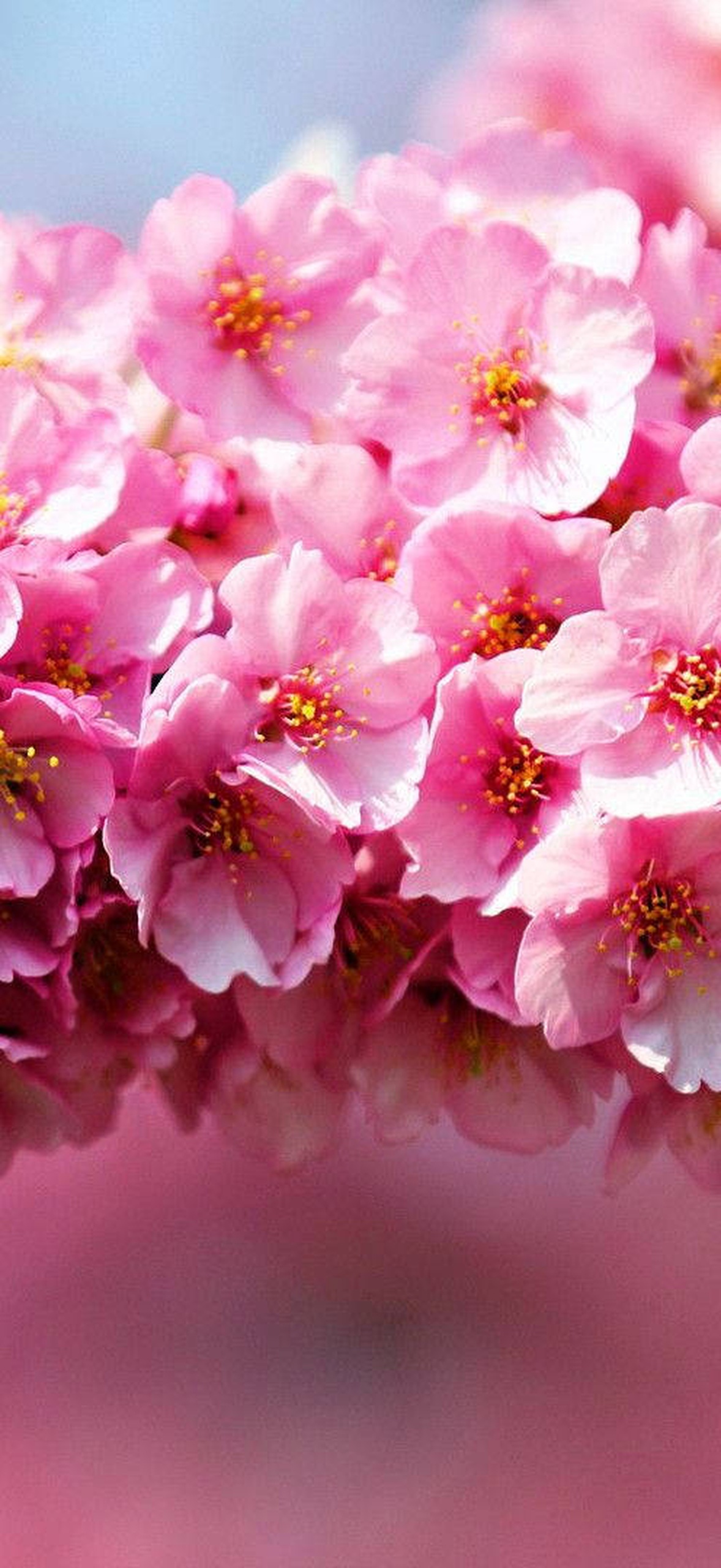 Cluster of pink cherry blossoms in bloom with soft background blur.