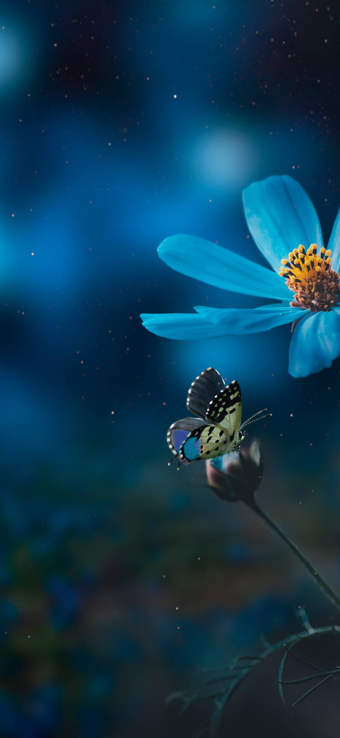 Blue cosmos flower with butterfly under starry night sky