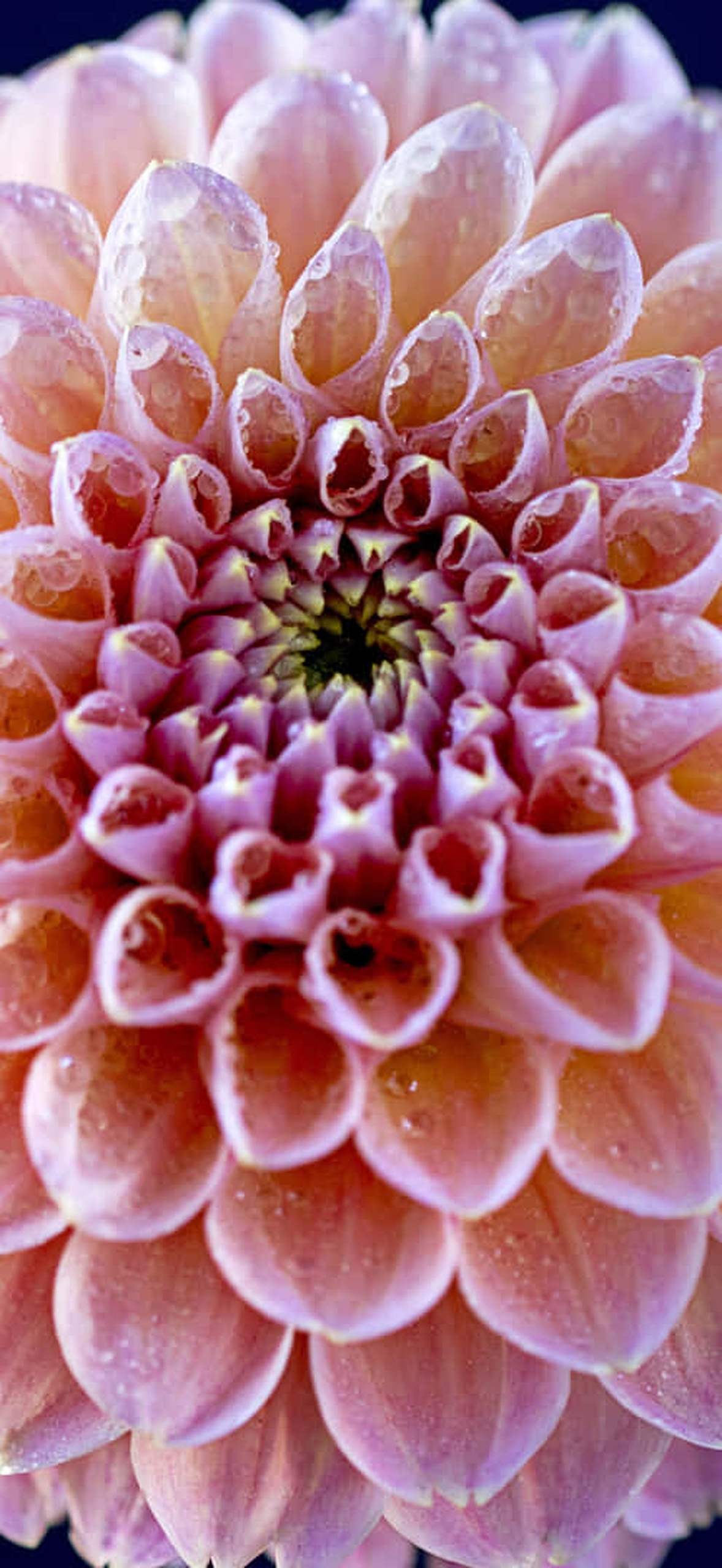 A pink dahlia with dewdrops on petals against a dark background.