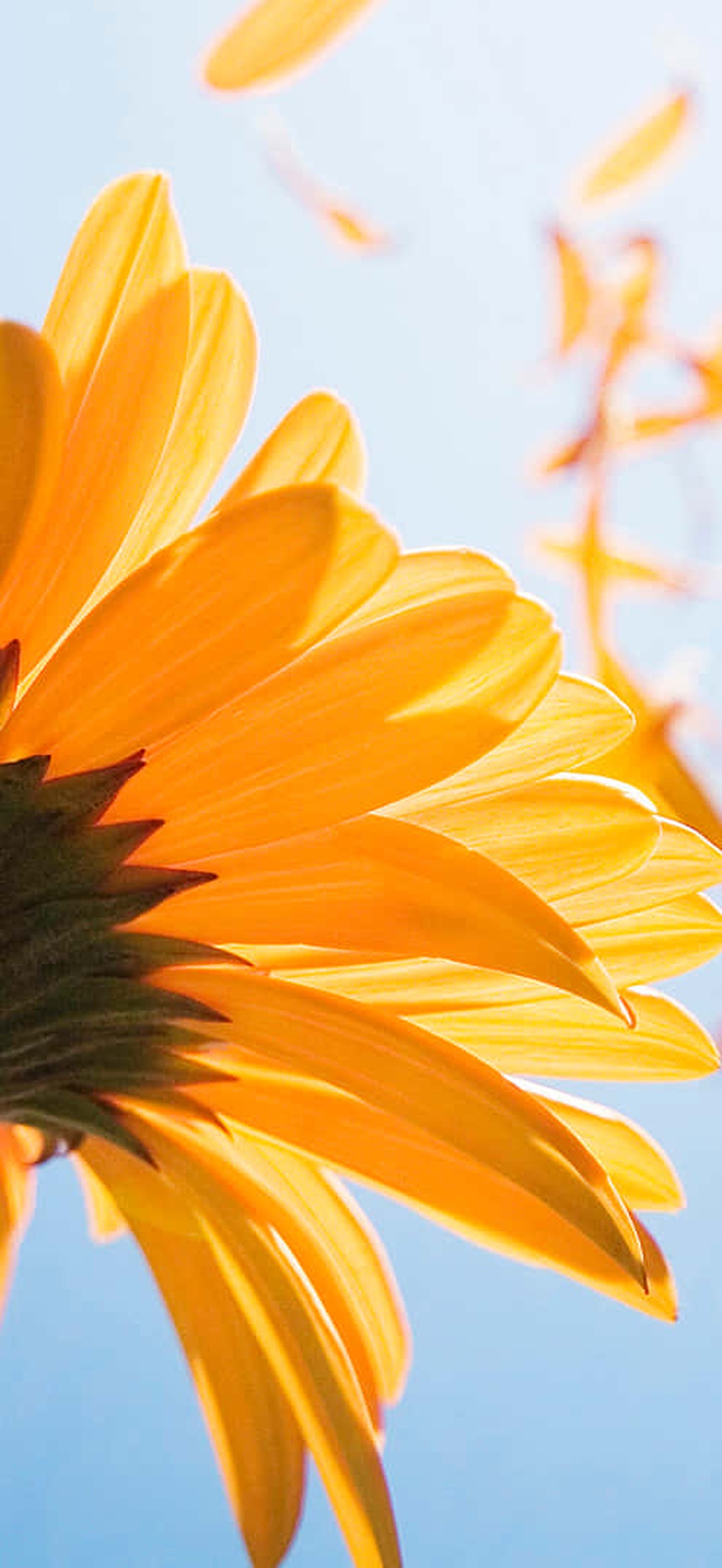 Orange flower with falling petals against a blue sky