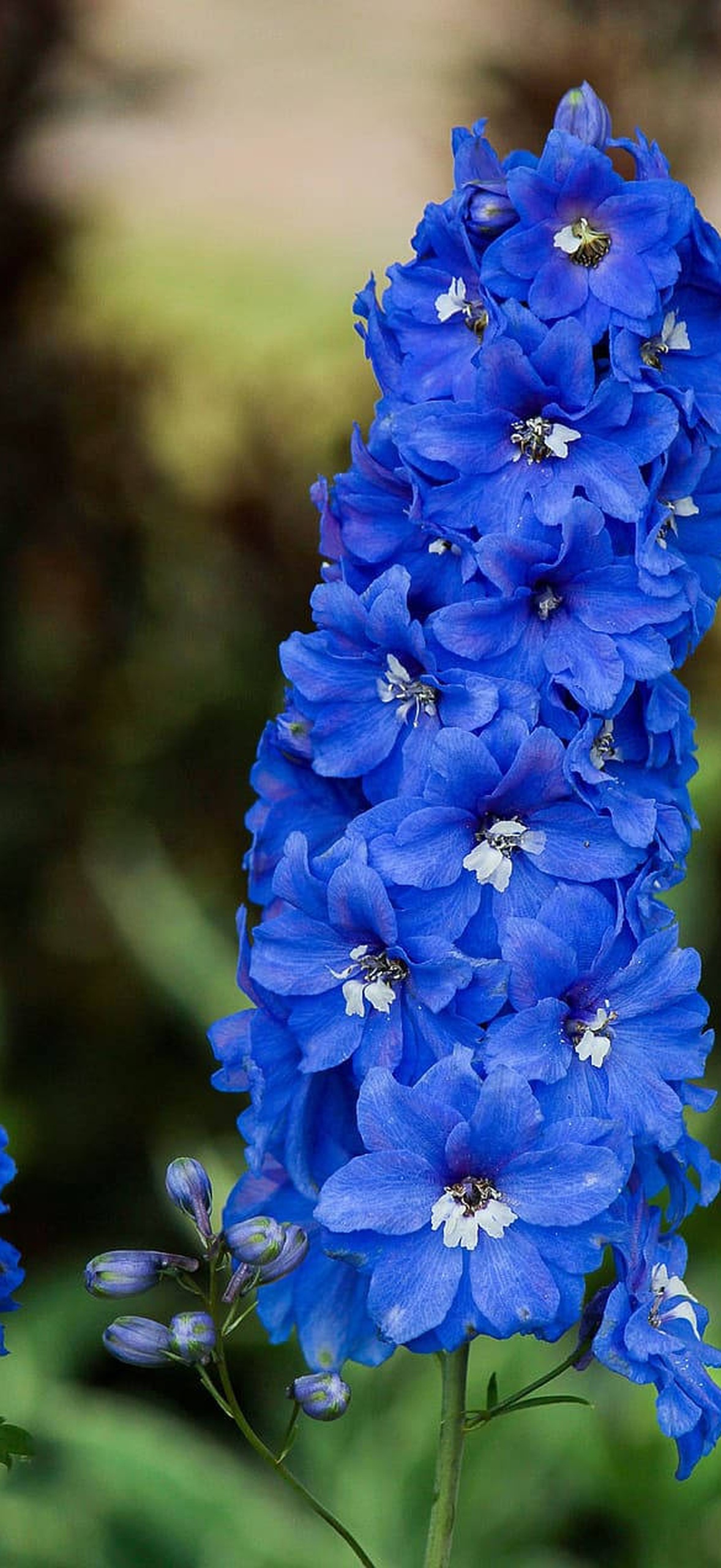 Tall blue delphinium flowers with white centers in a garden.