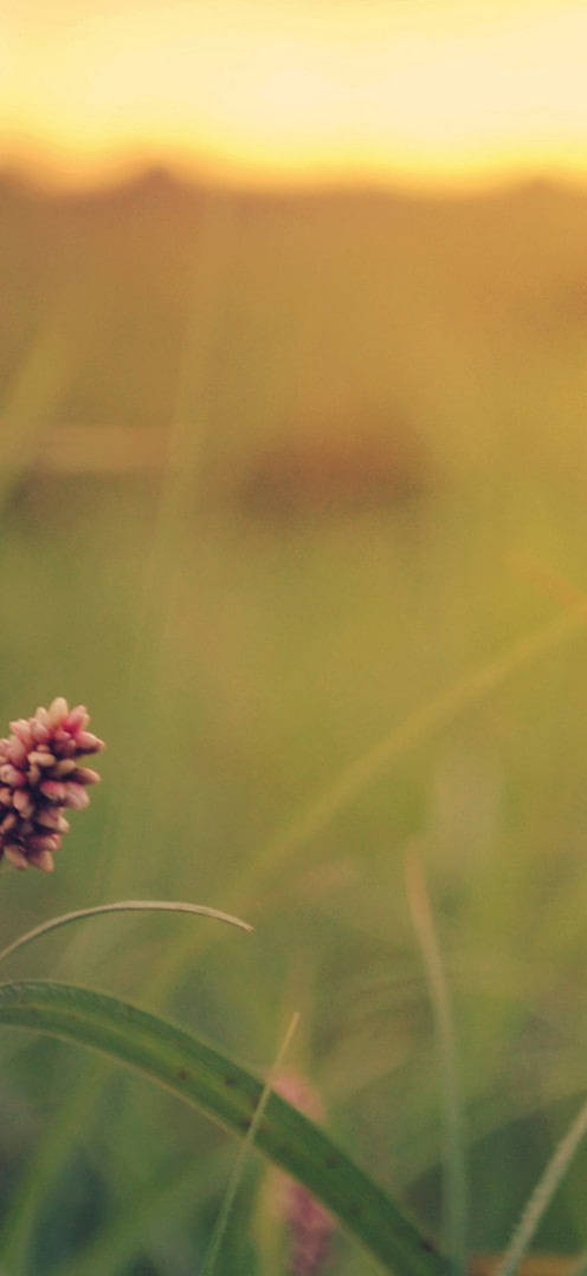 Two pink grass flowers glowing in golden sunset light