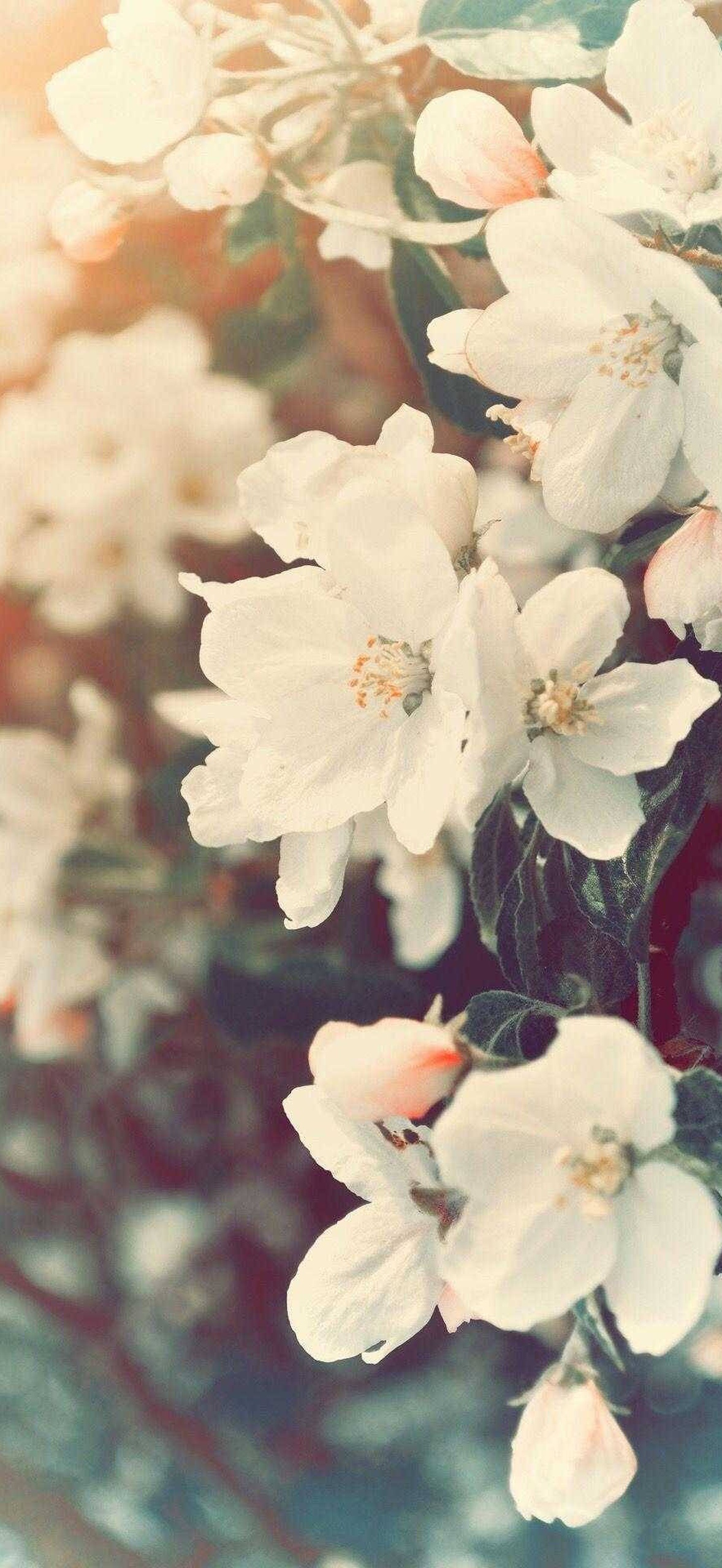 White spring blossoms with soft focus background