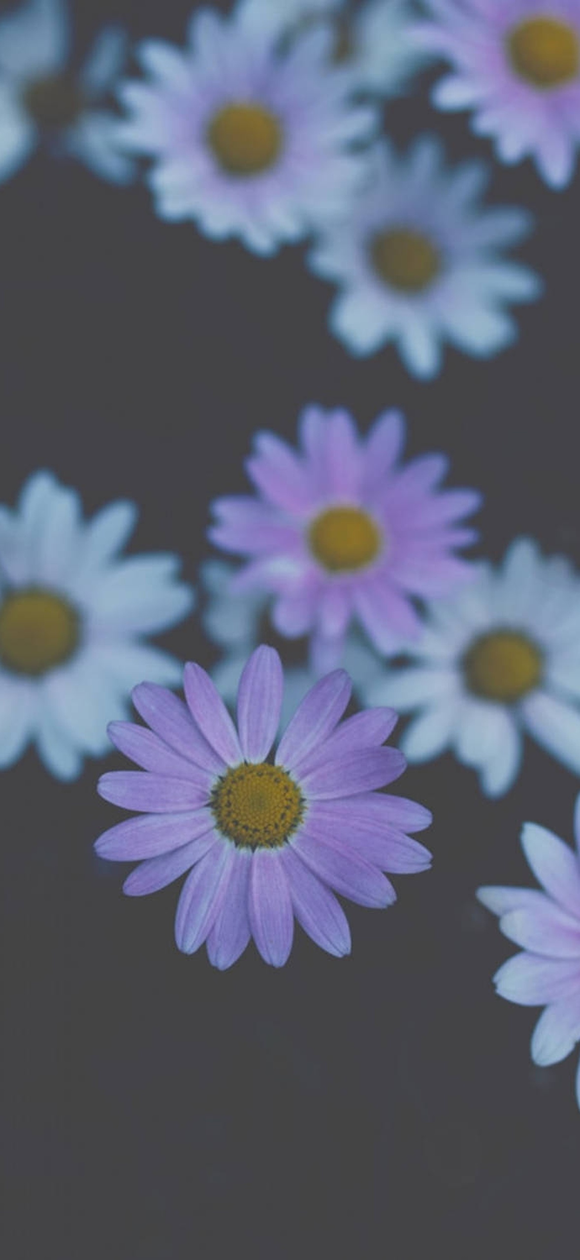 Purple and white daisies with yellow centers floating softly against a gray background.