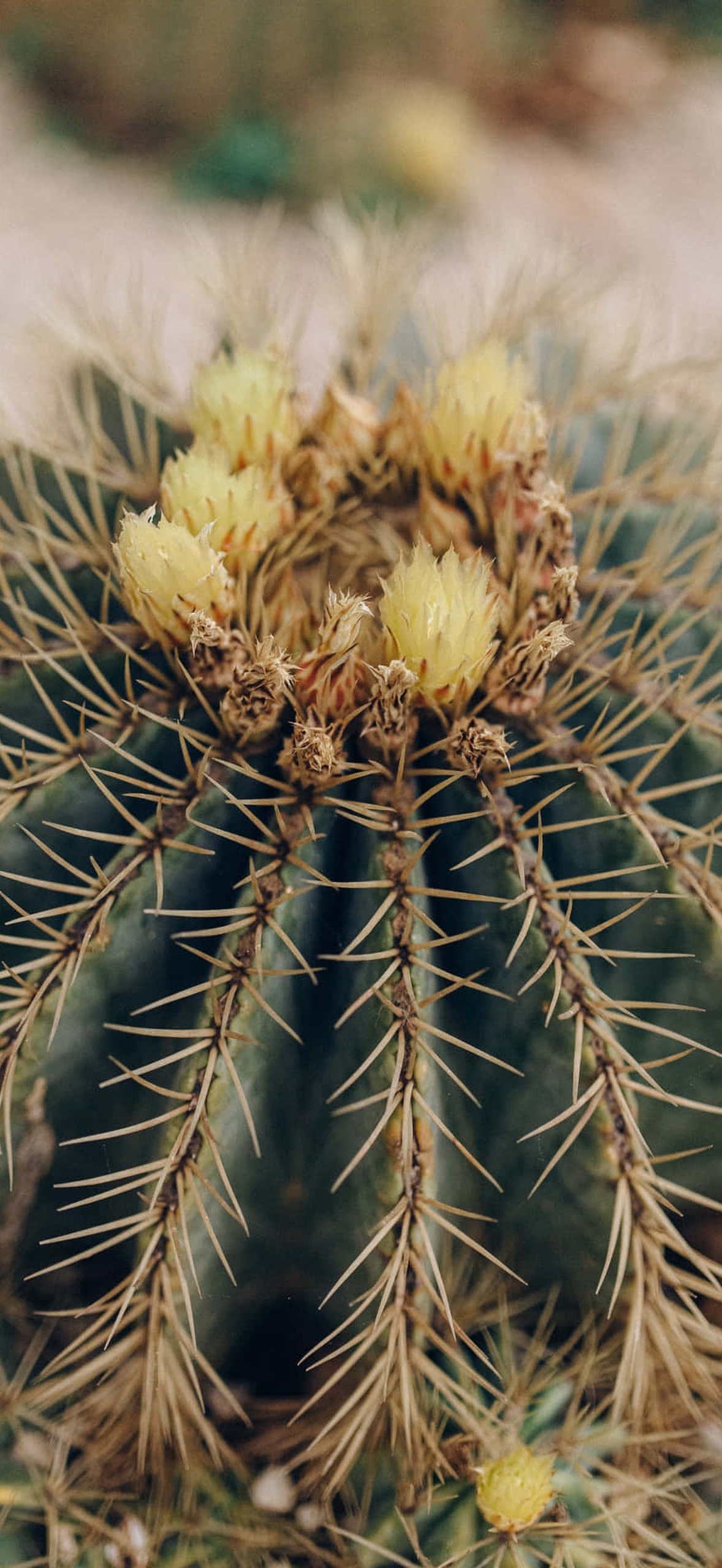 Barrel cactus with dried yellow flowers and sharp spines in desert setting.