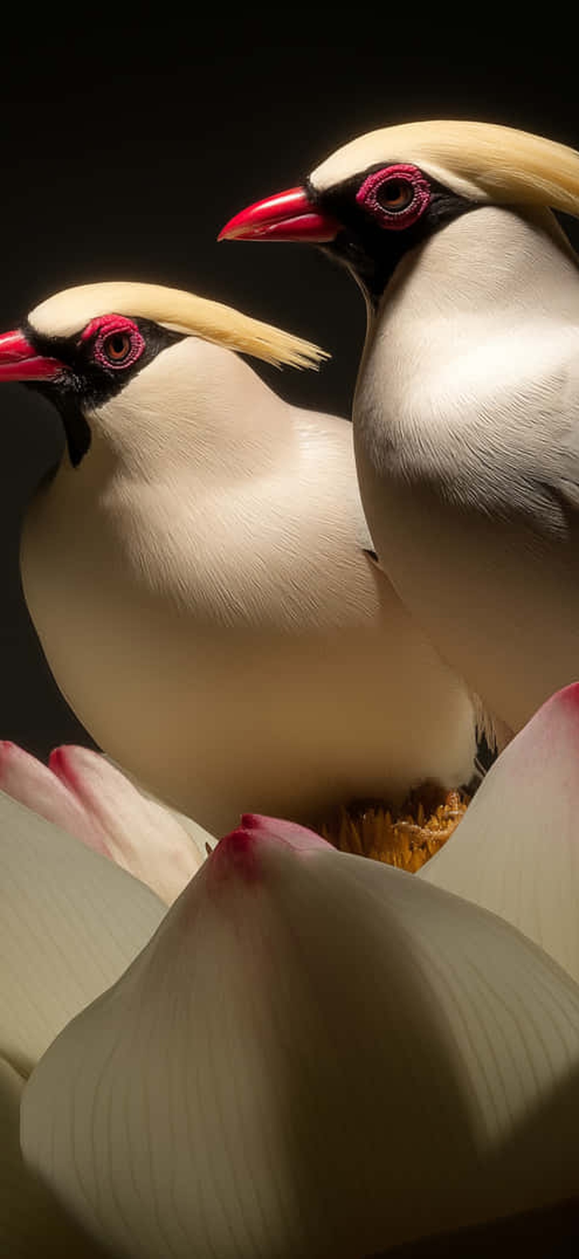 Two birds with red beaks perched on a white lotus flower against a black background.
