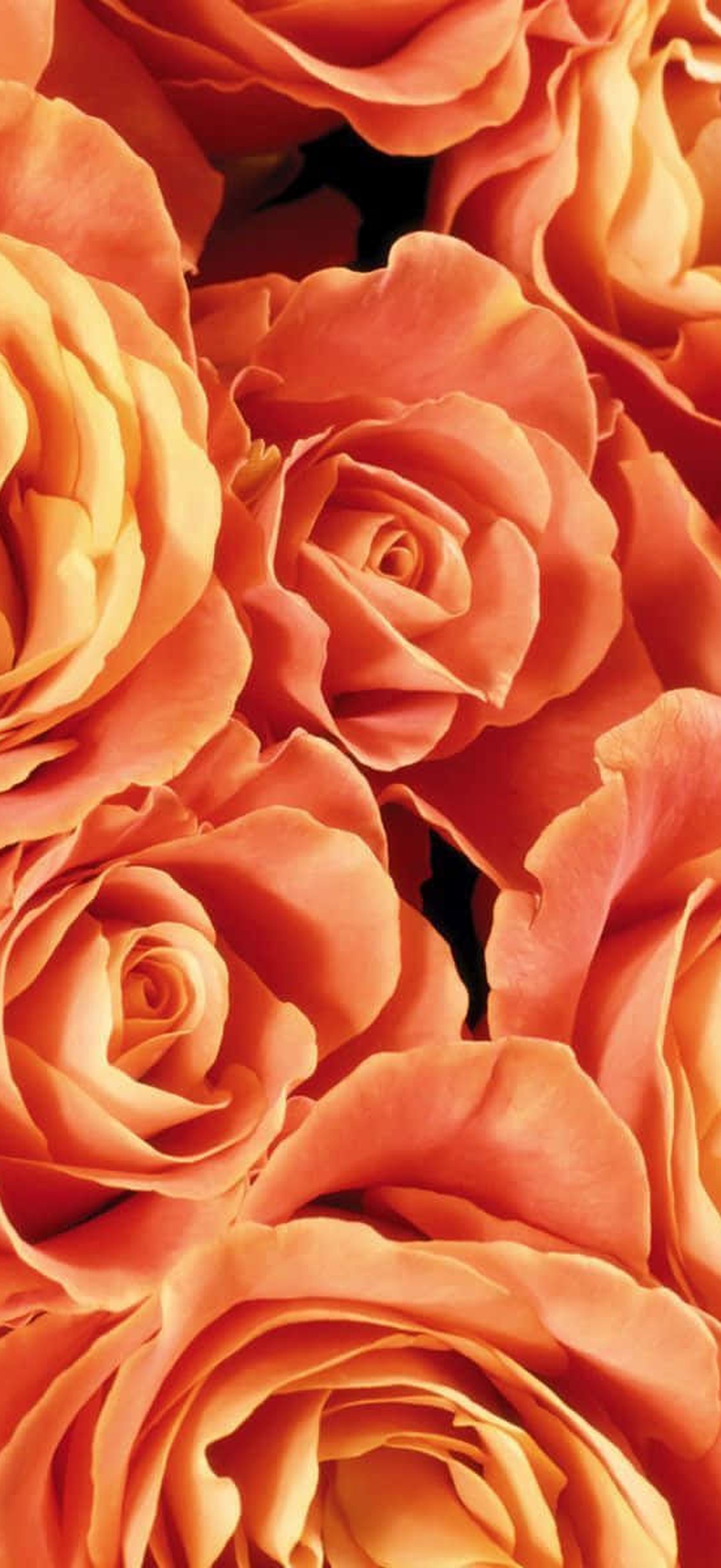 Close-up of lush orange roses with layered petals.