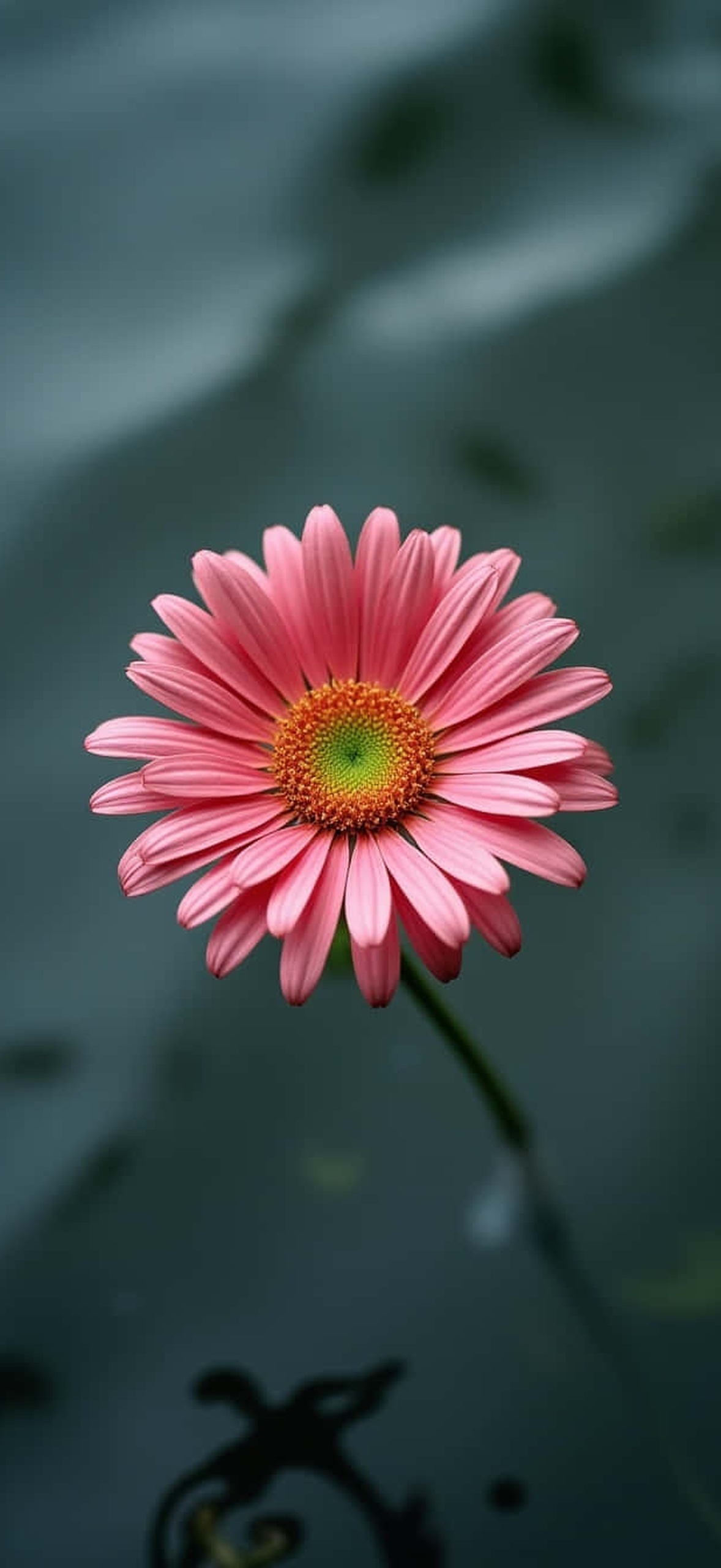 Pink daisy floating on dark water with ornate metal reflection below.