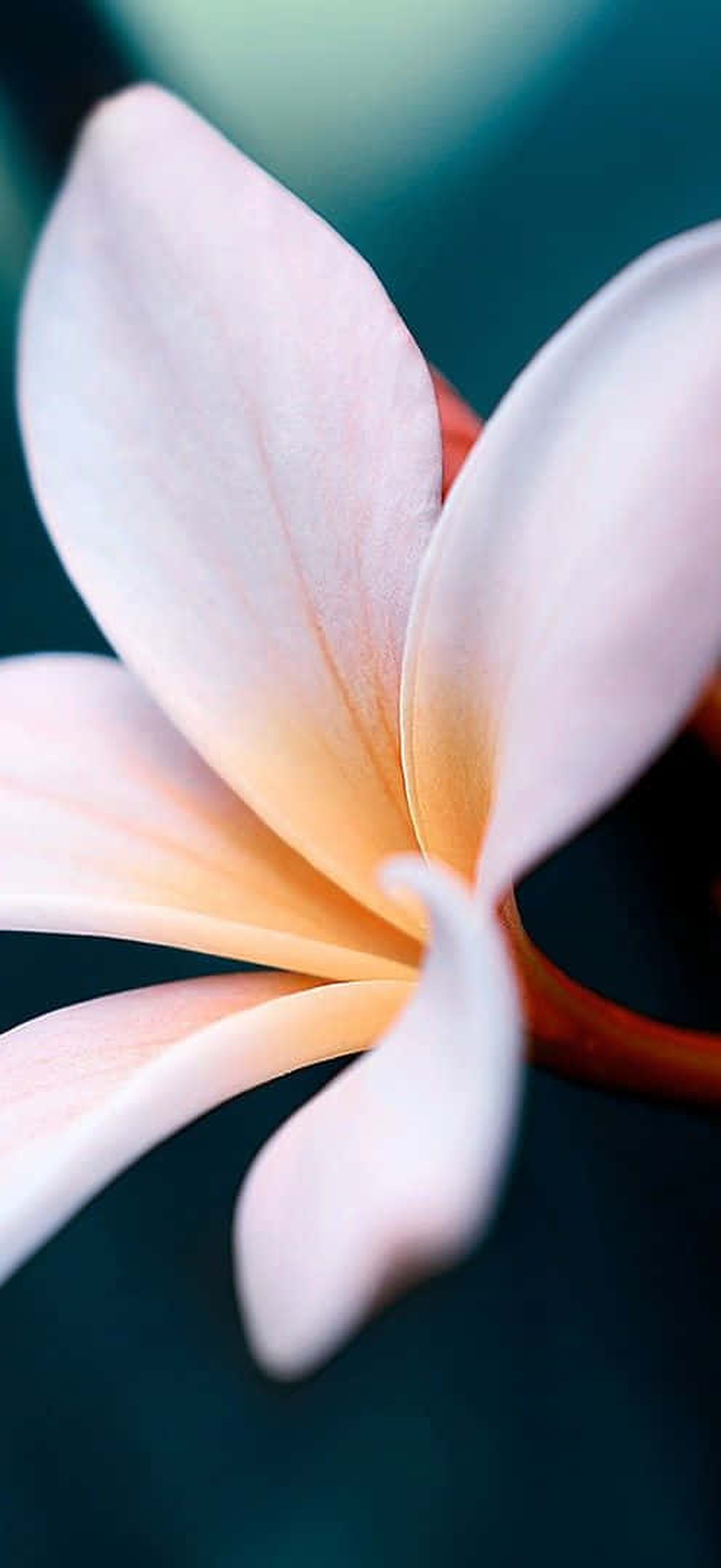 A pink frangipani flower with soft petals and dark stems against a teal background.