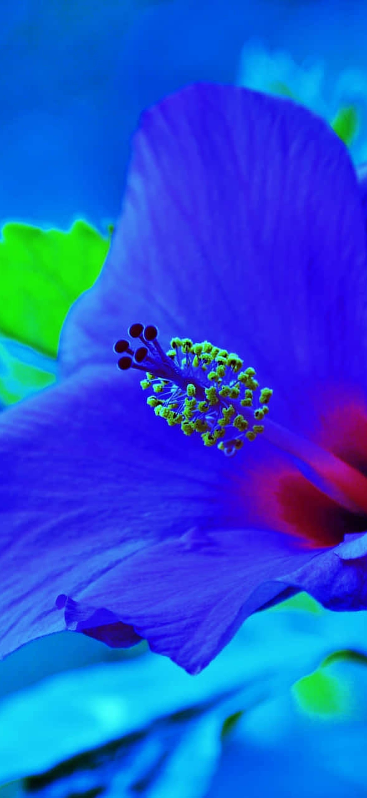 A blue hibiscus flower with red center and green leaves in a blue background.