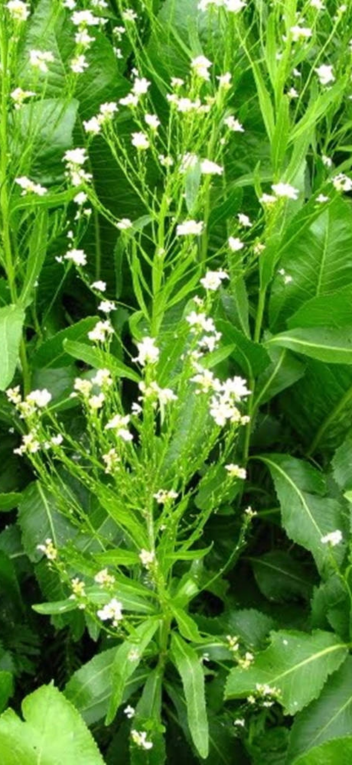Dense patch of green plants with small white flowers blooming in sunlight.