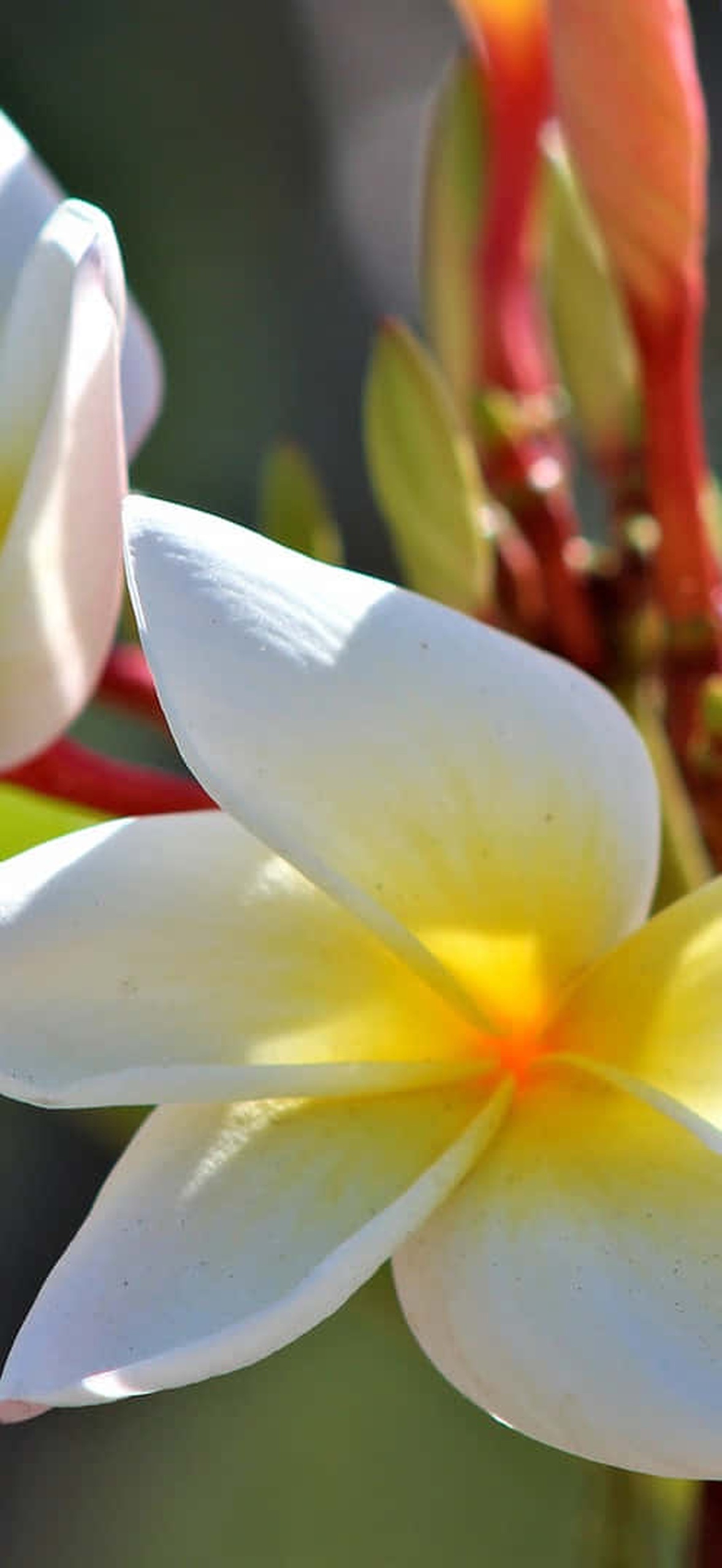 Plumeria flowers with white petals and yellow centers in bright sunlight.