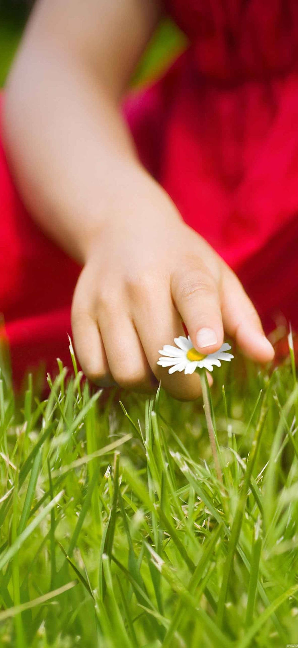Child's hand touching a daisy in green grass on a sunny day.