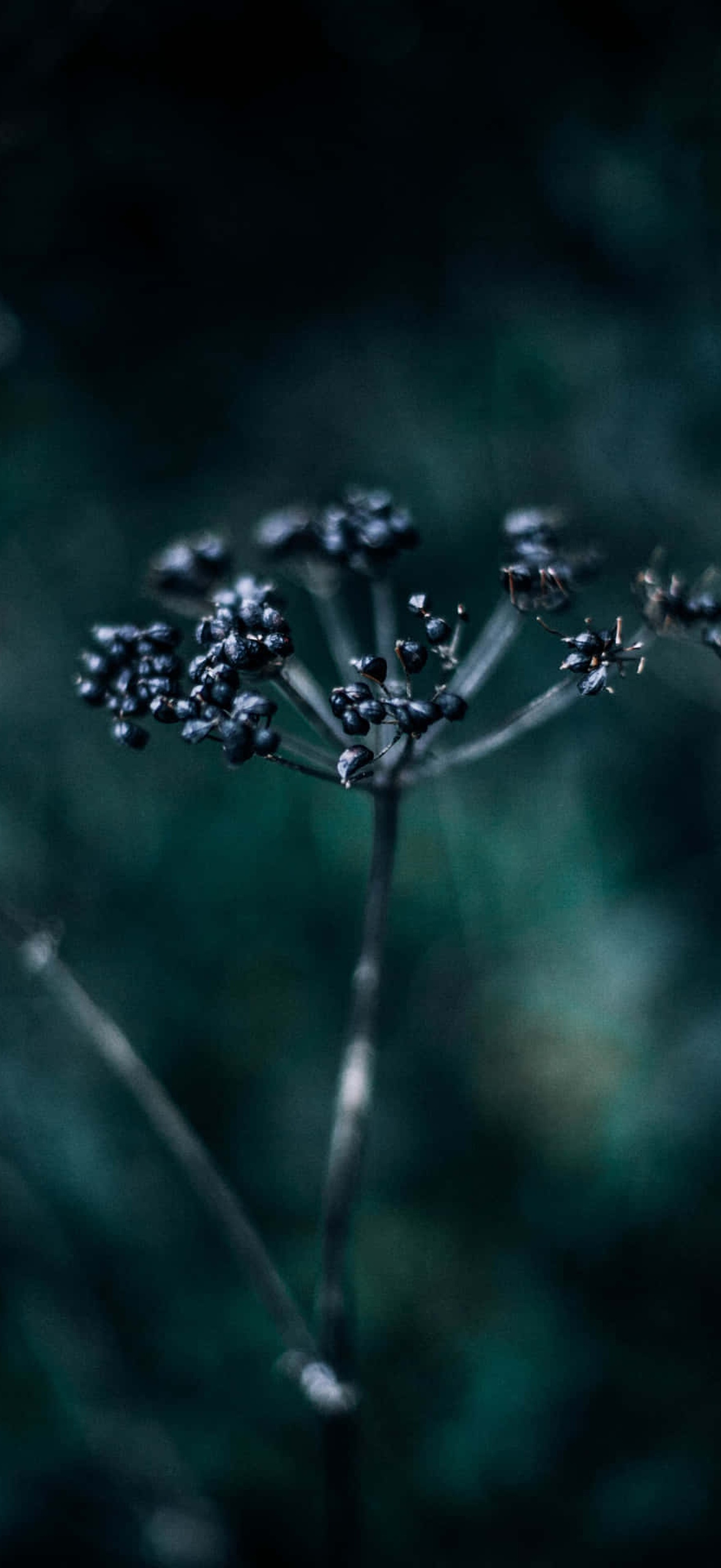 Dark berries on a plant stem in a teal-toned forest.