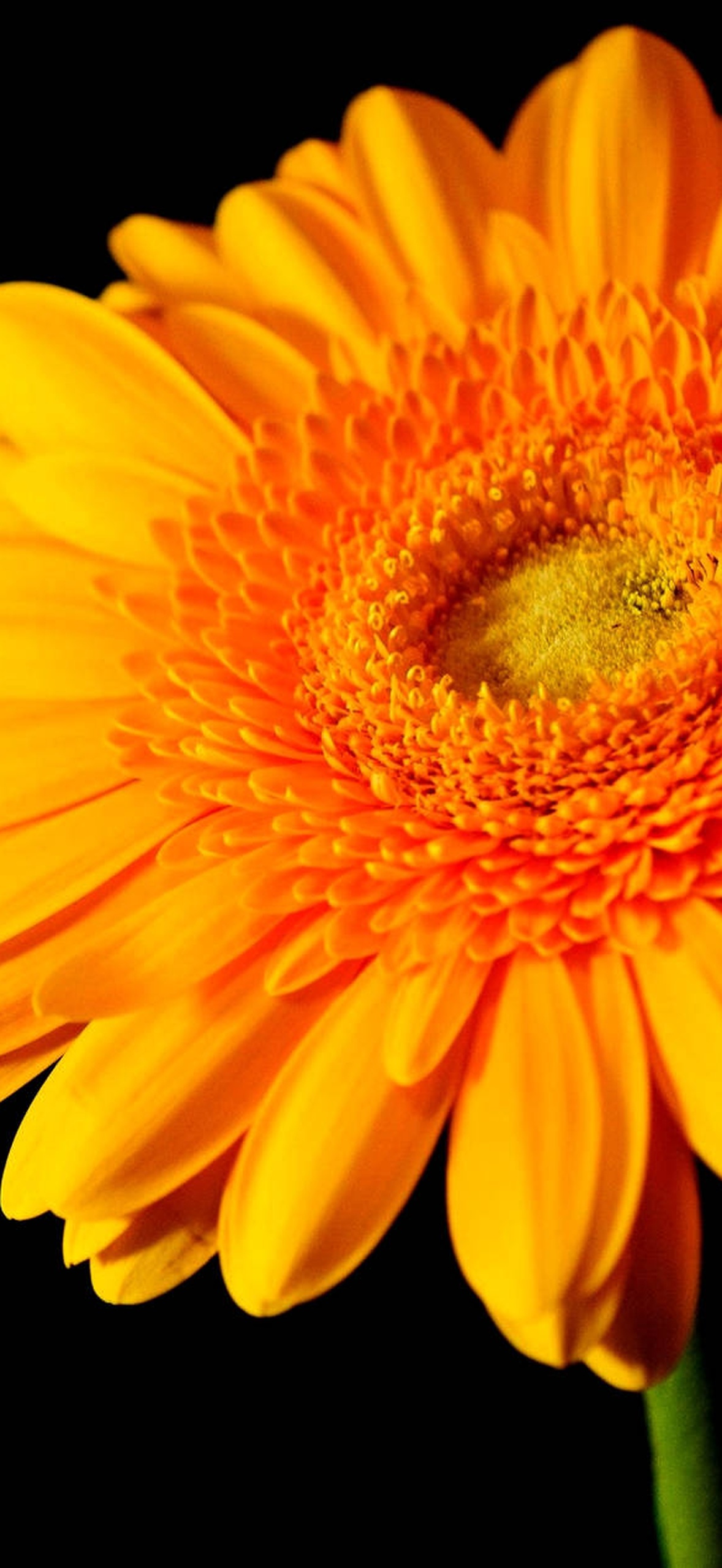 A bright orange daisy with a yellow center against a black background.