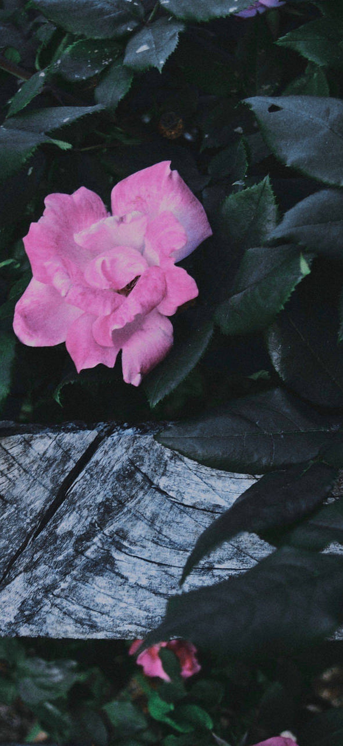 Pink roses growing over a rustic wooden fence in a garden.