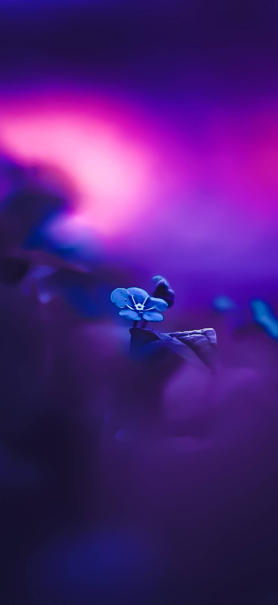 A small blue flower glowing under neon purple and pink lights.