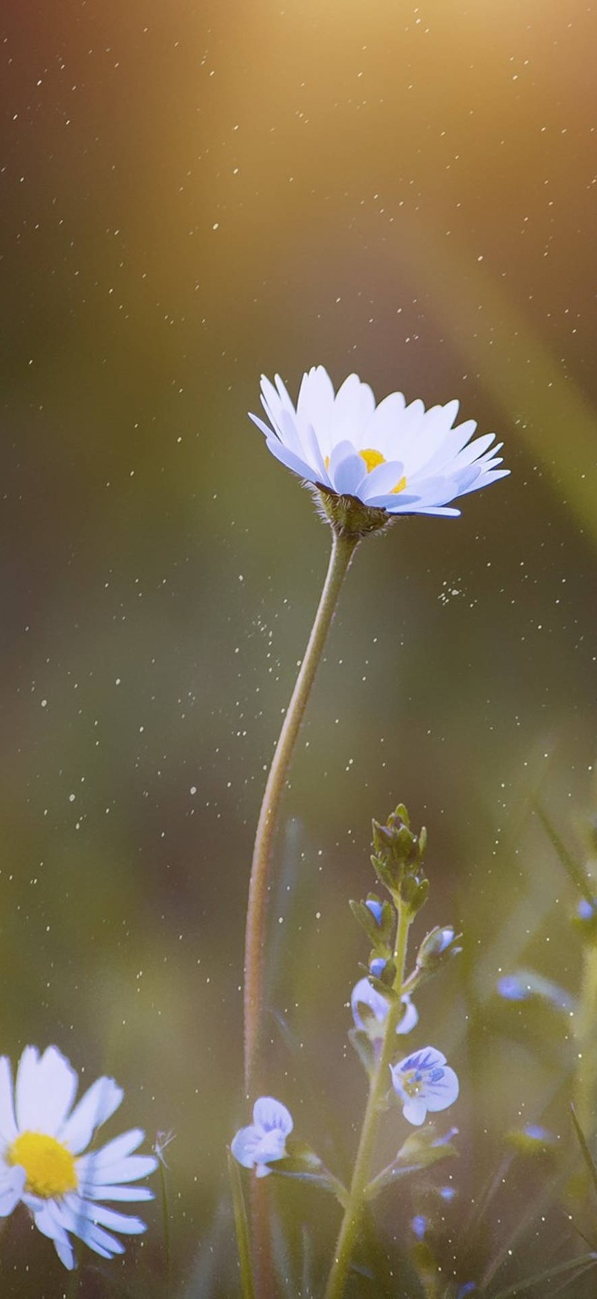 A white daisy with yellow center stands tall in a sunlit field with floating particles.