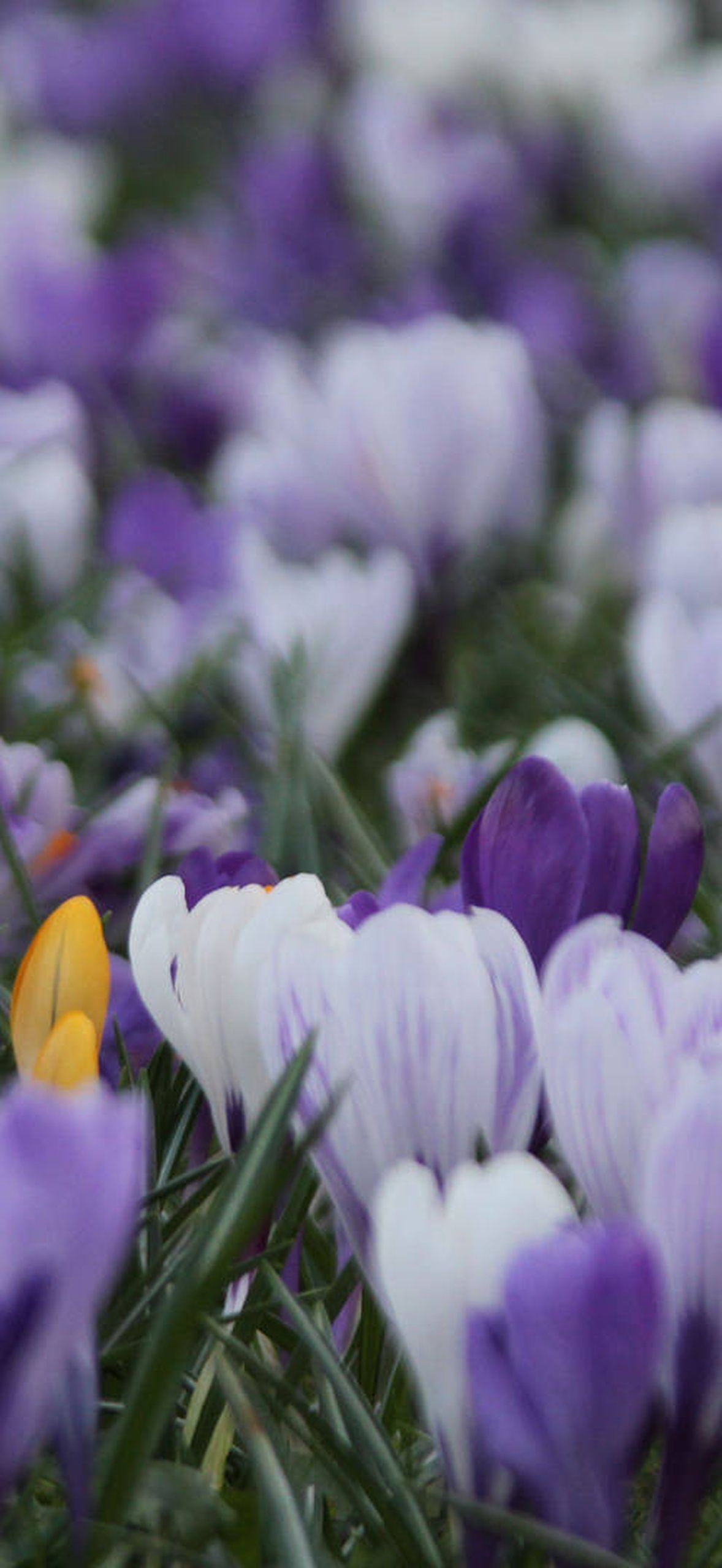 Field of purple white and yellow crocuses blooming in spring grass.